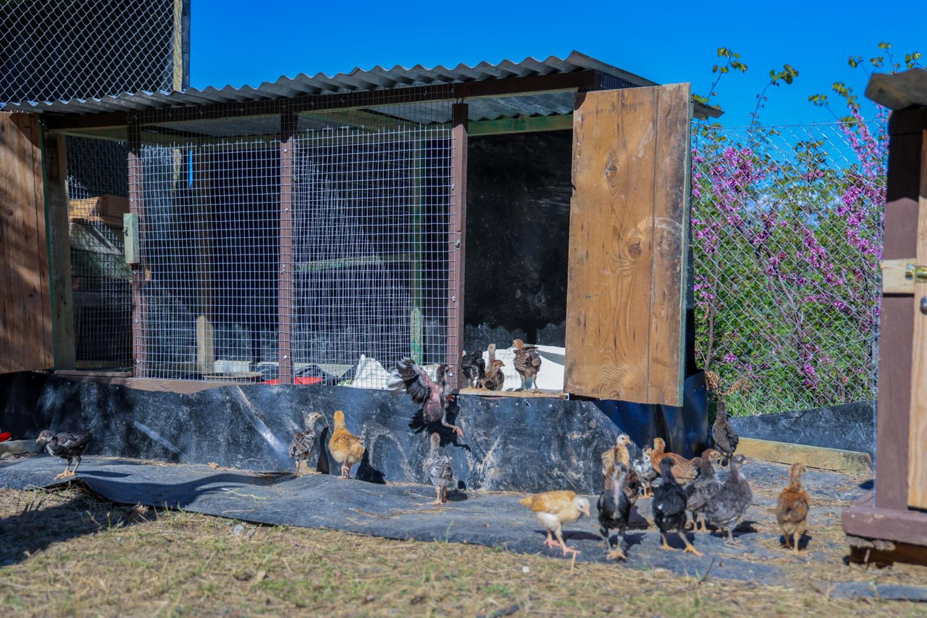 Villa Shpiragu Village Experience