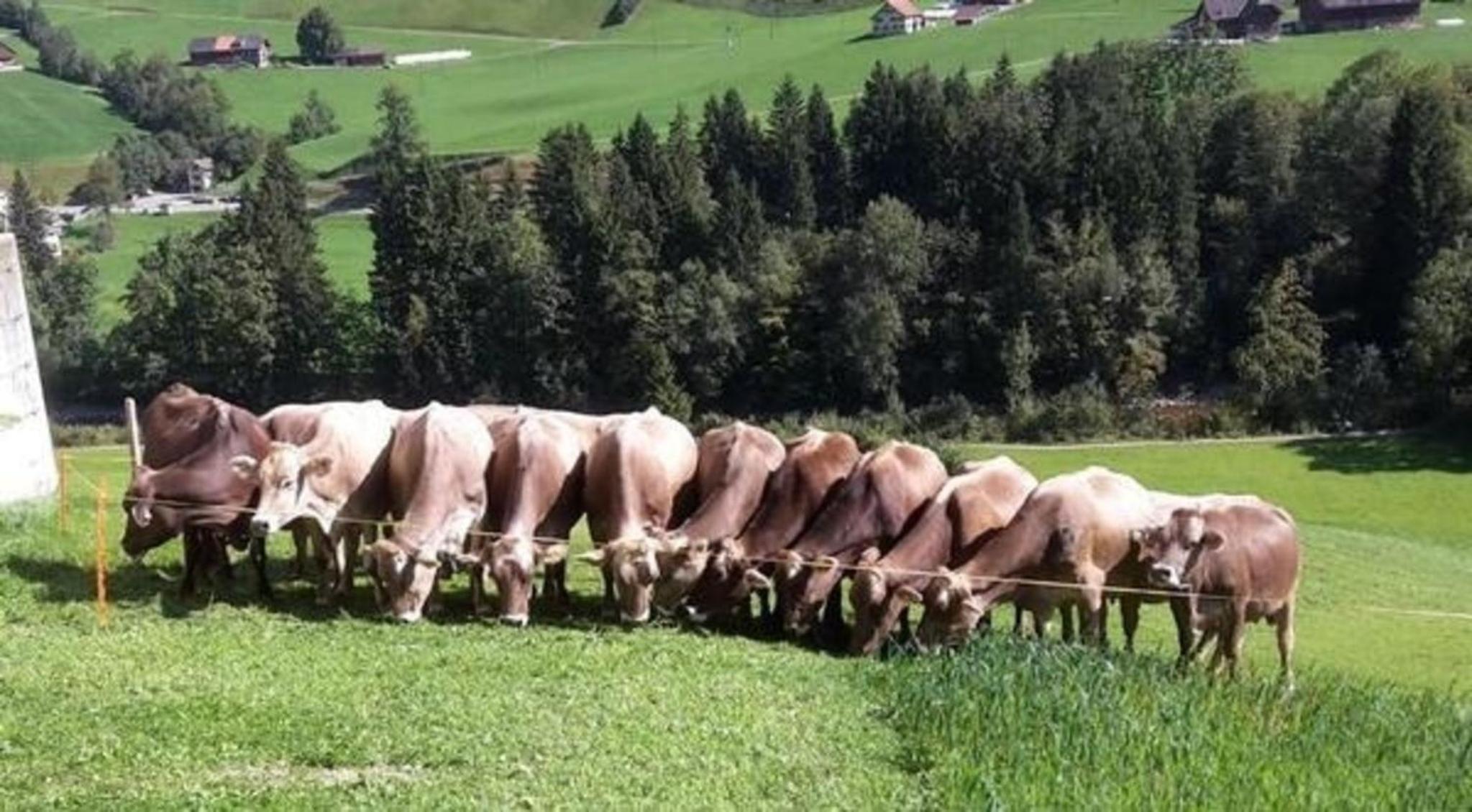 Schwändelifluh
