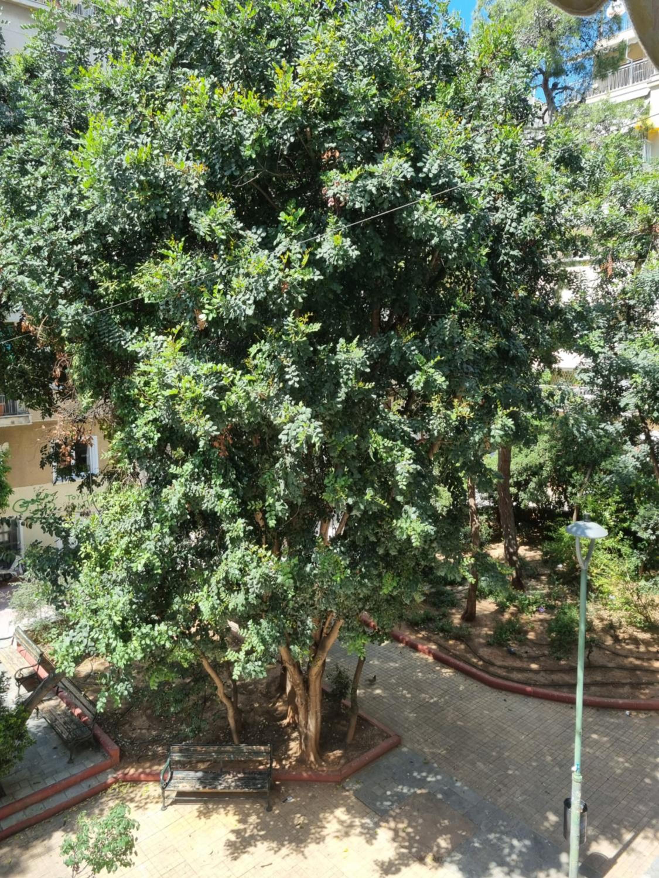 Park view apartment near Panormou