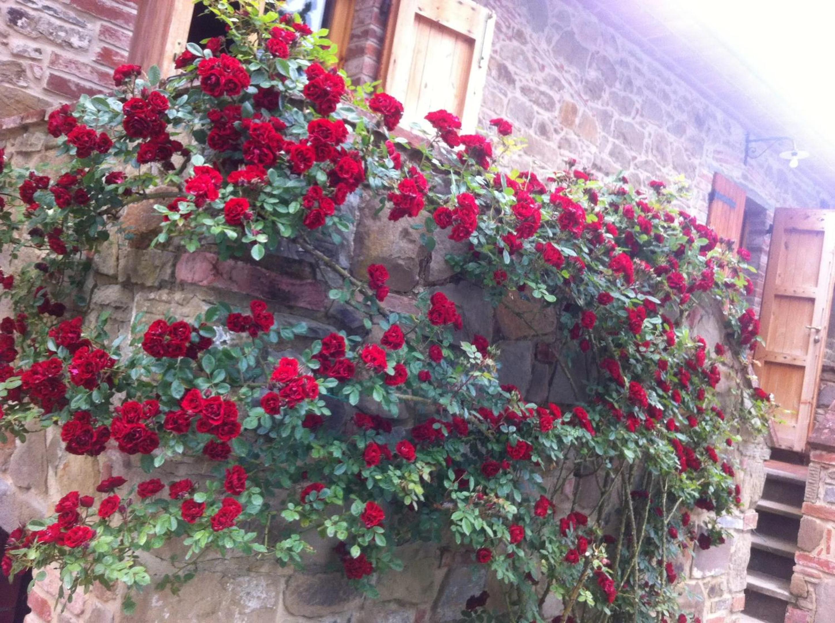 Photo 51