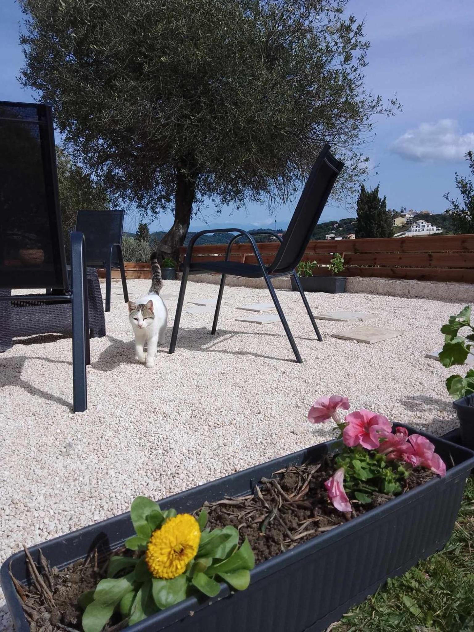 Afionas Cottage