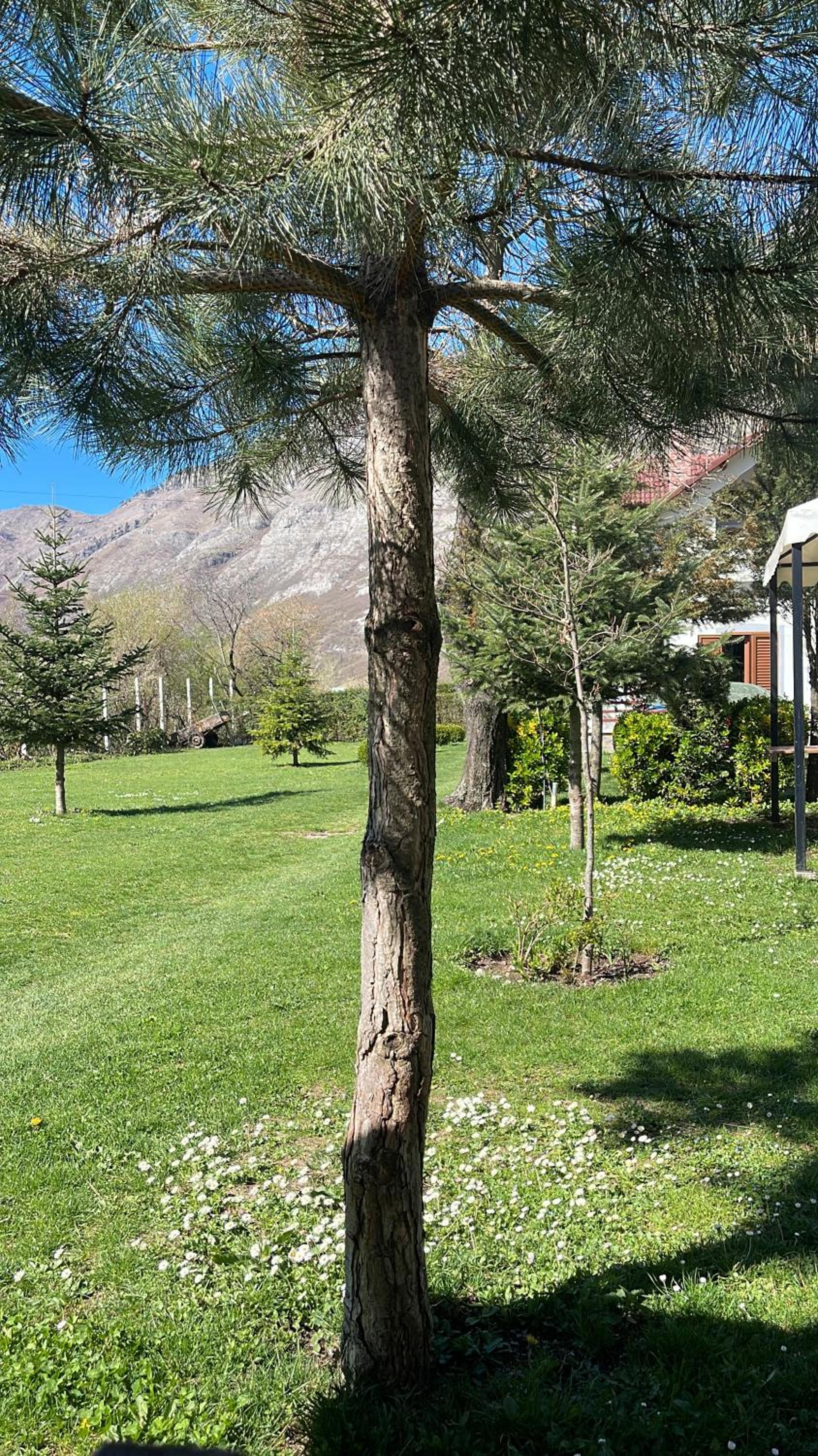 Paja Guesthouse - Camping