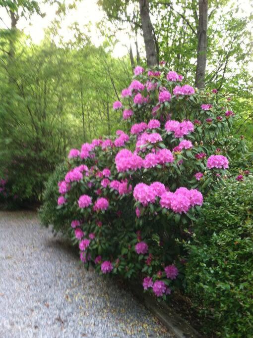 Photo 41