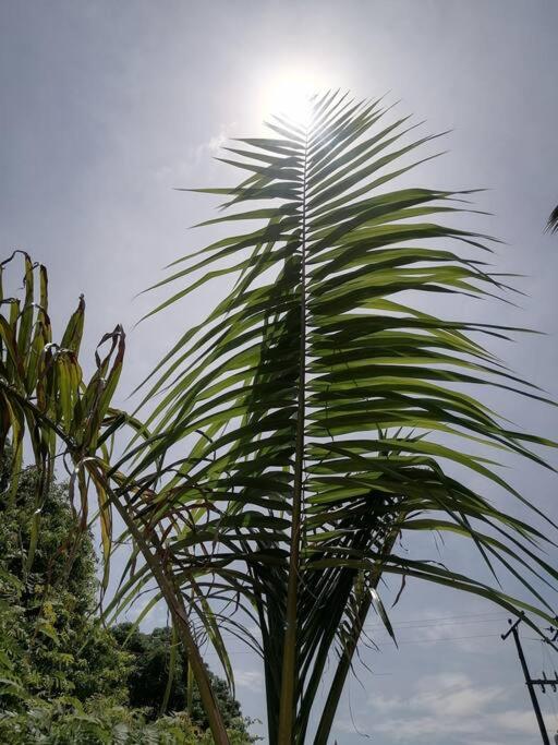 Casa de las Palmas