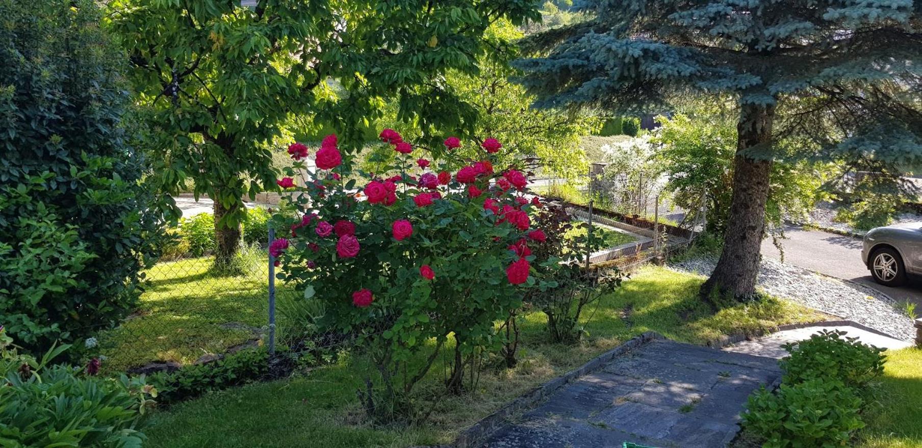 Coeur du Léman