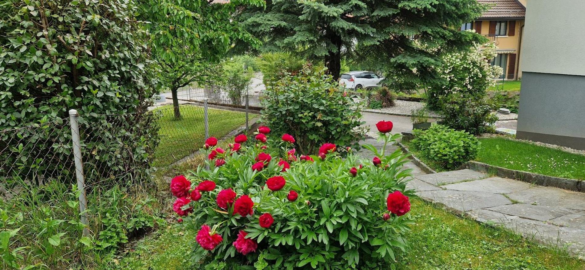 Coeur du Léman