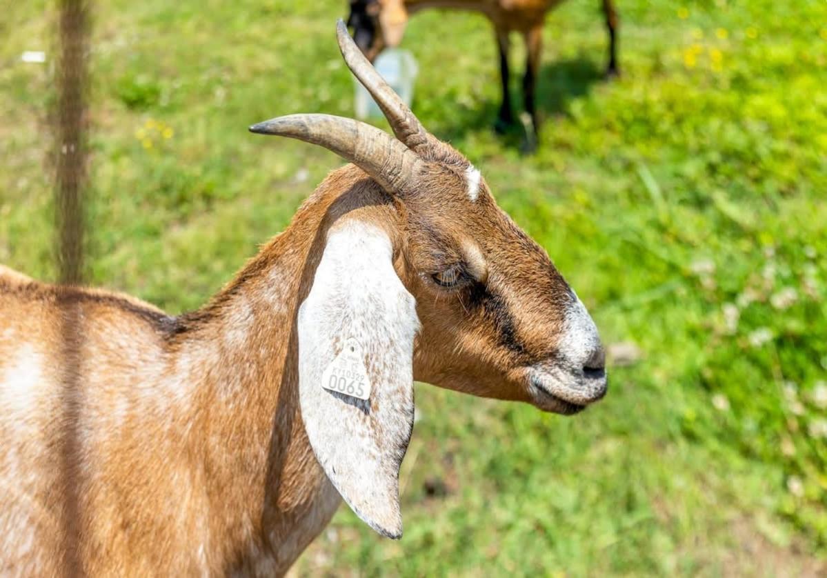other