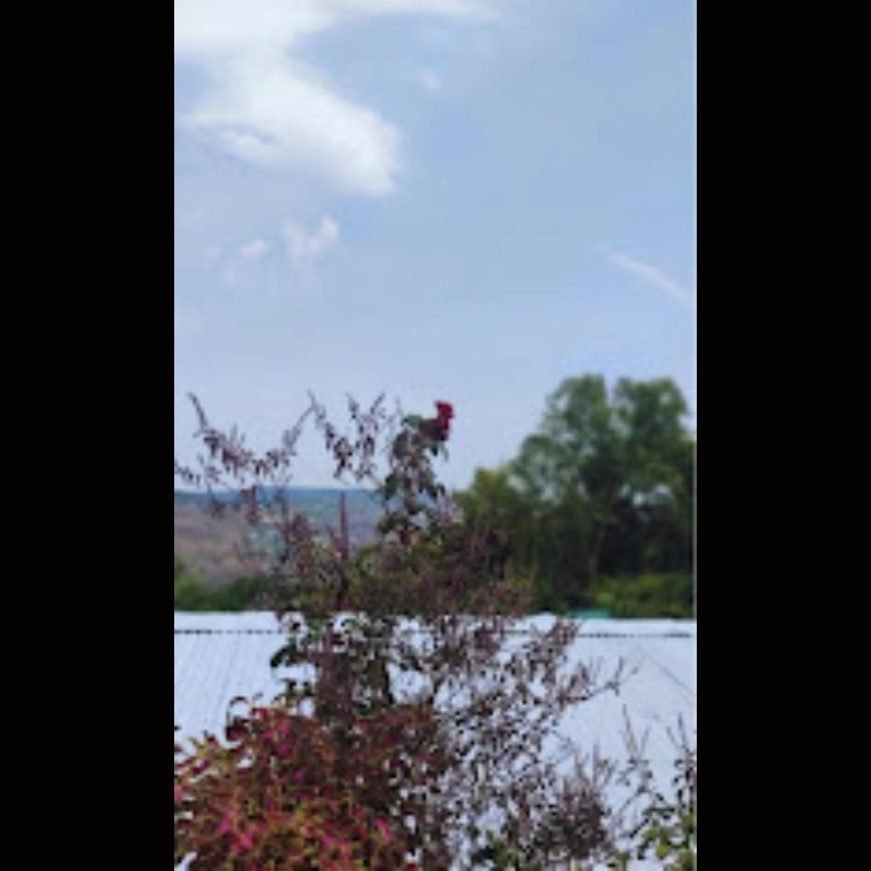 Strawberry County