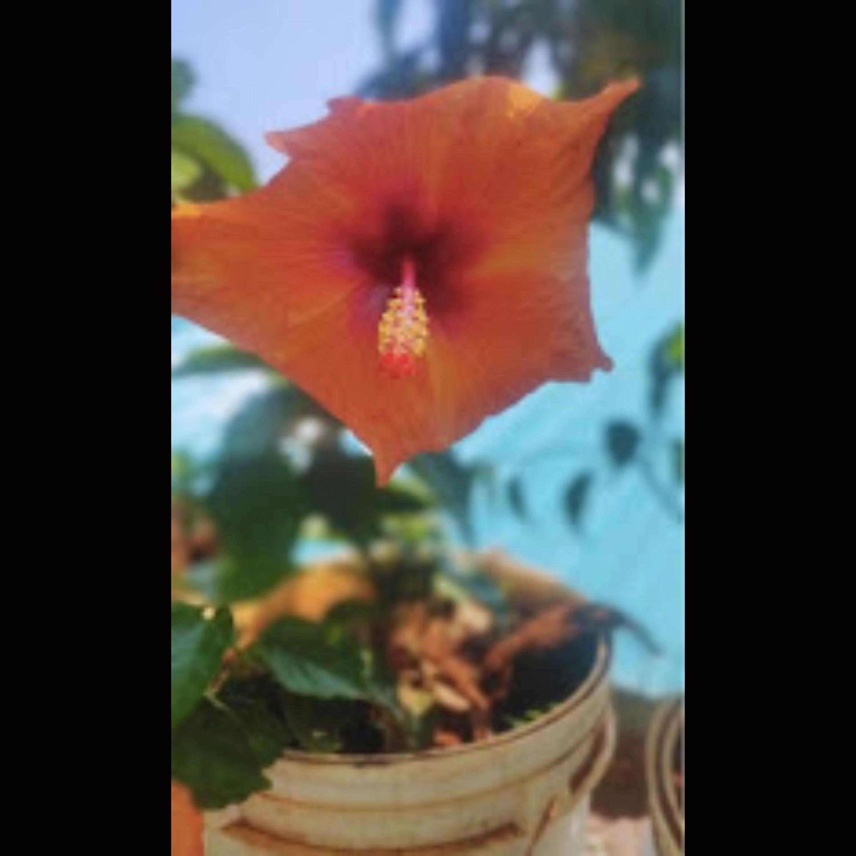Strawberry County