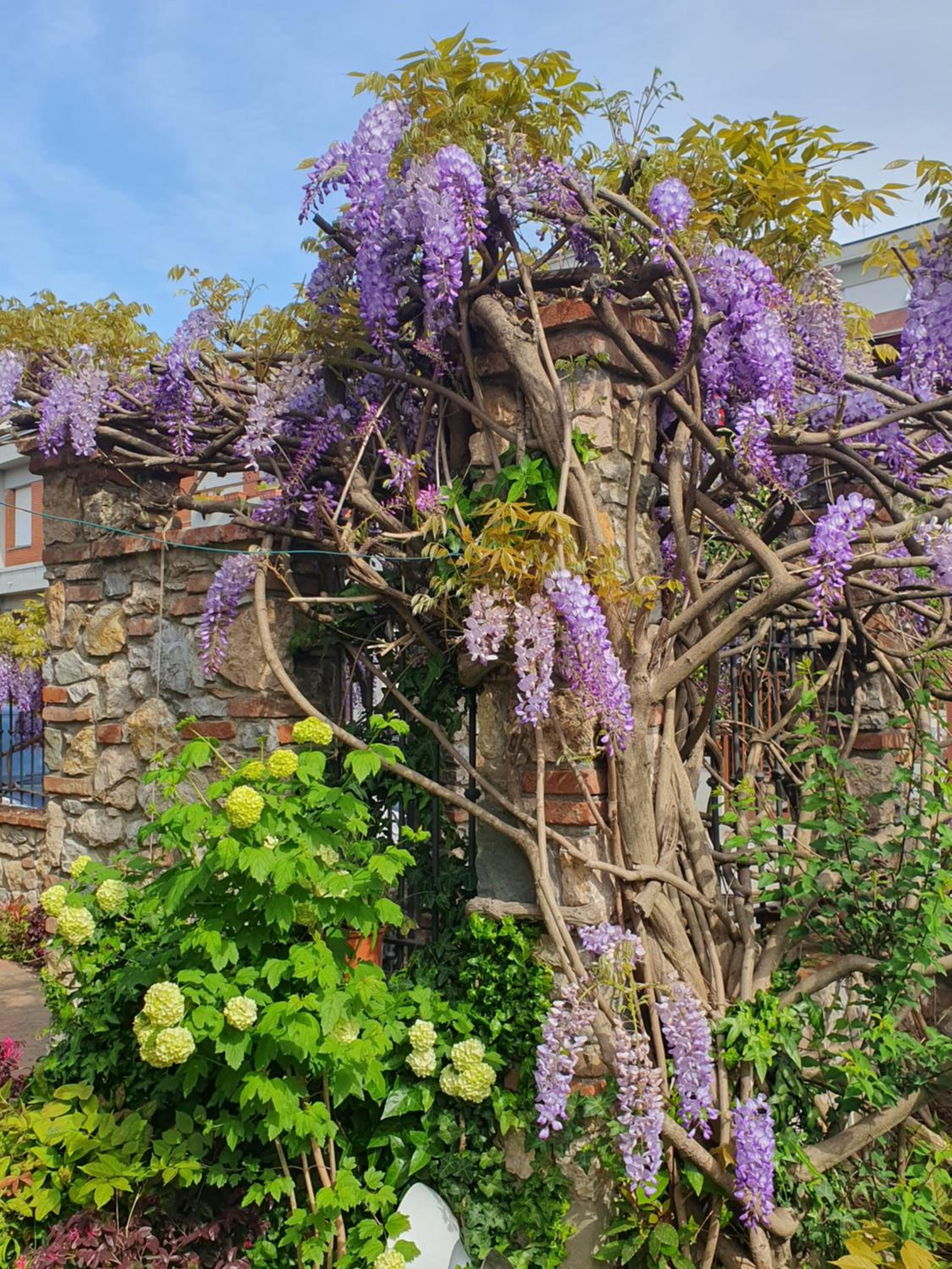 Pietra E Glicine B&B