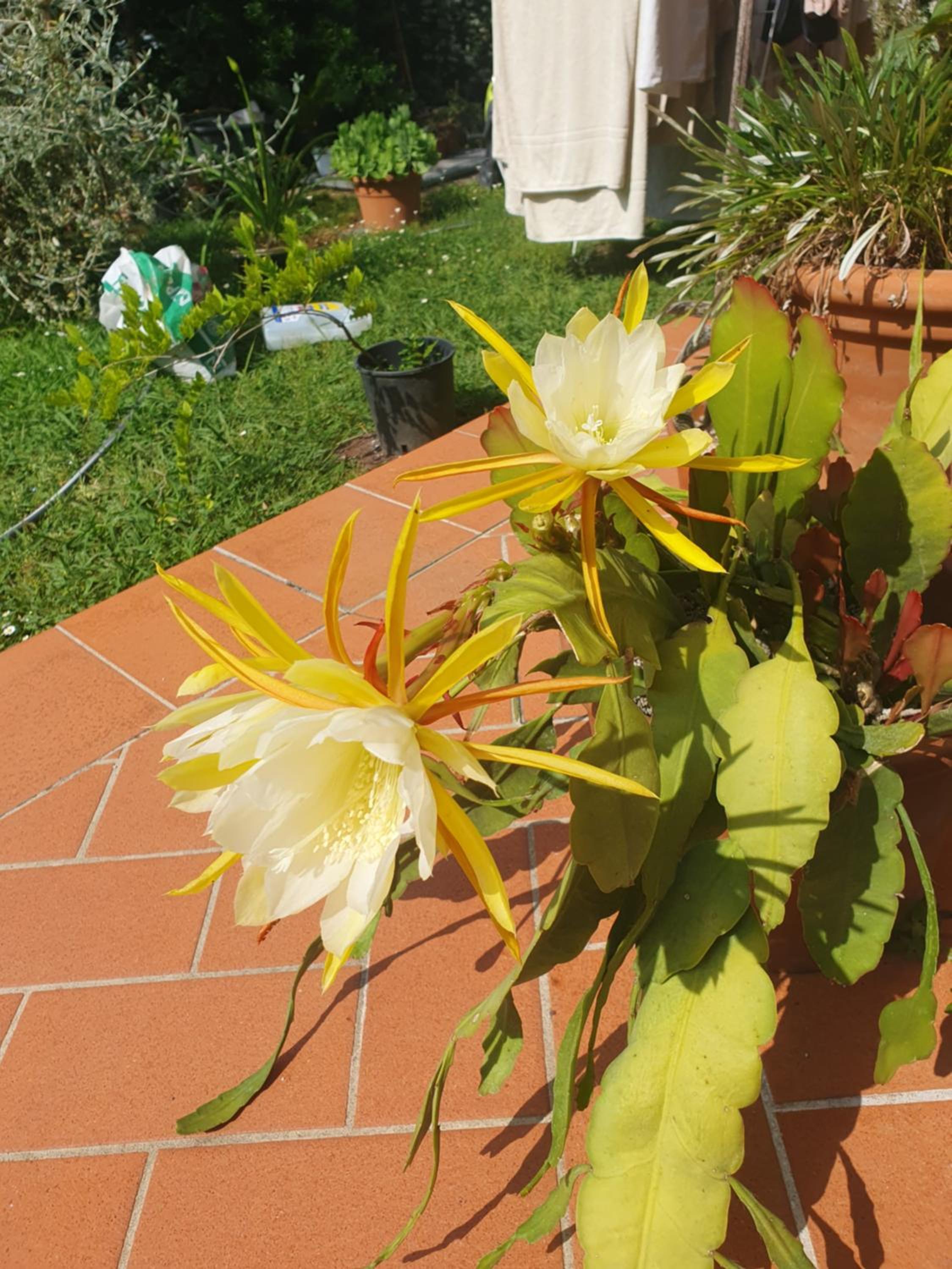Pietra E Glicine B&B