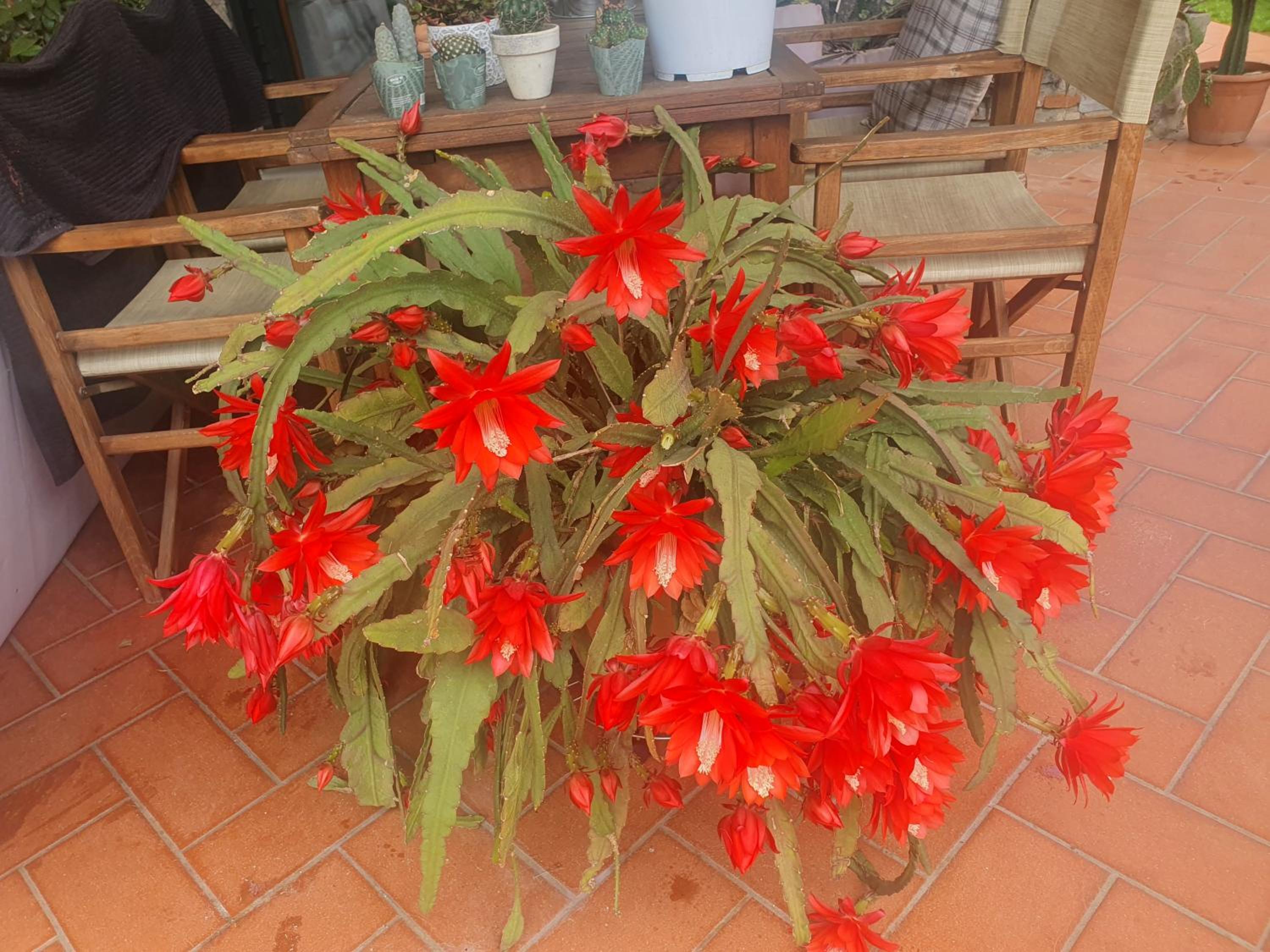 Pietra E Glicine B&B