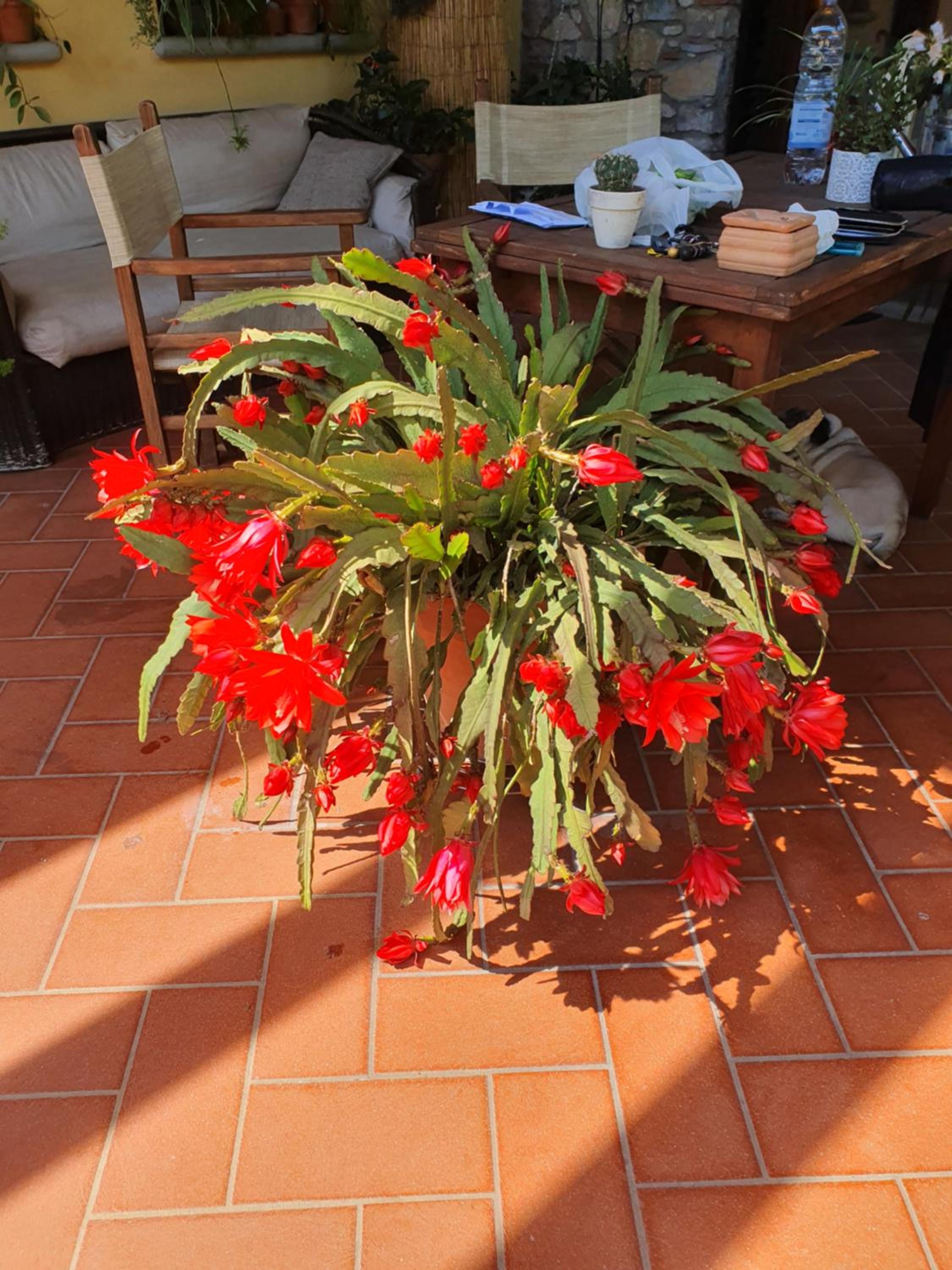 Pietra E Glicine B&B