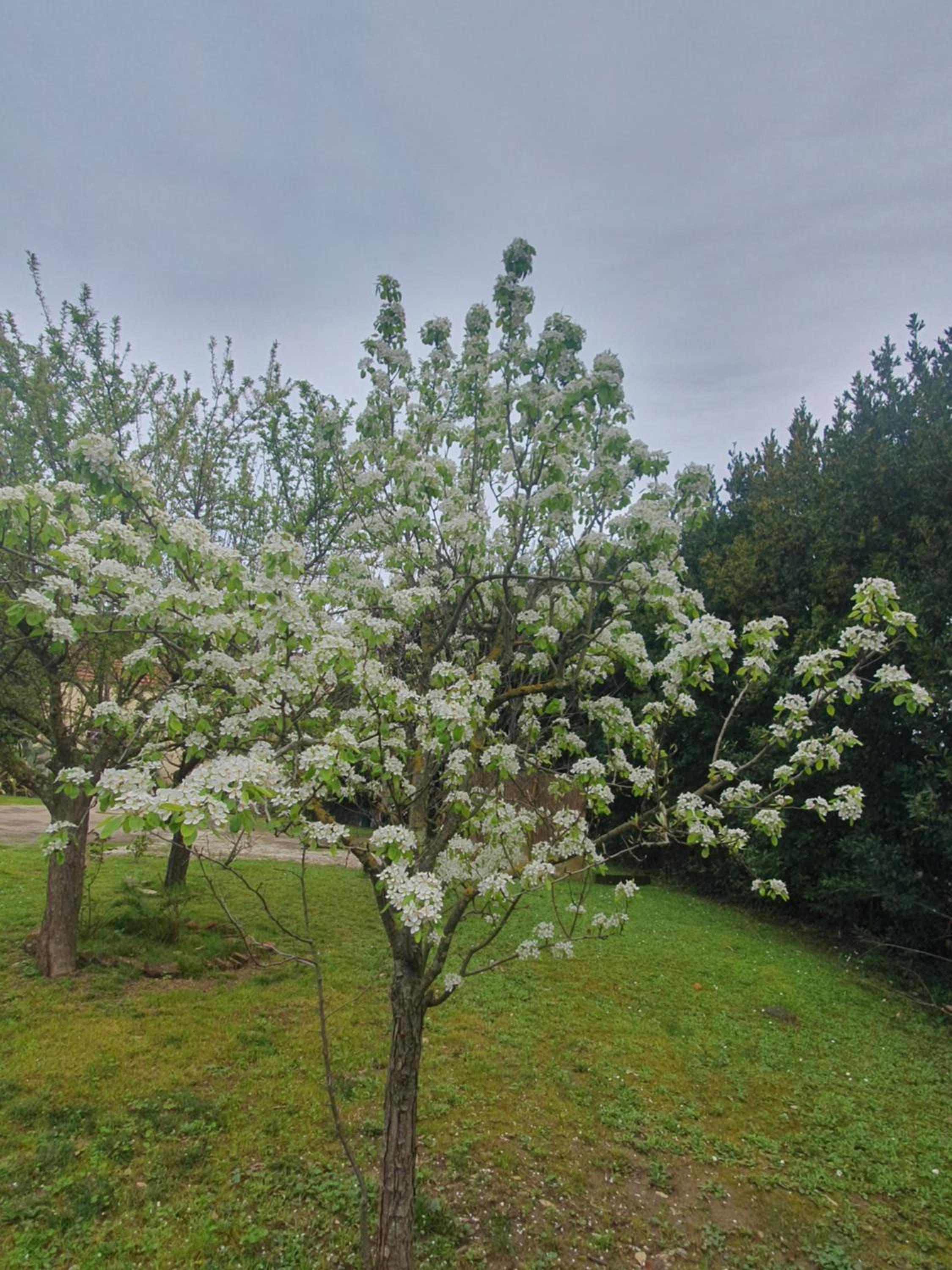 Pietra E Glicine B&B