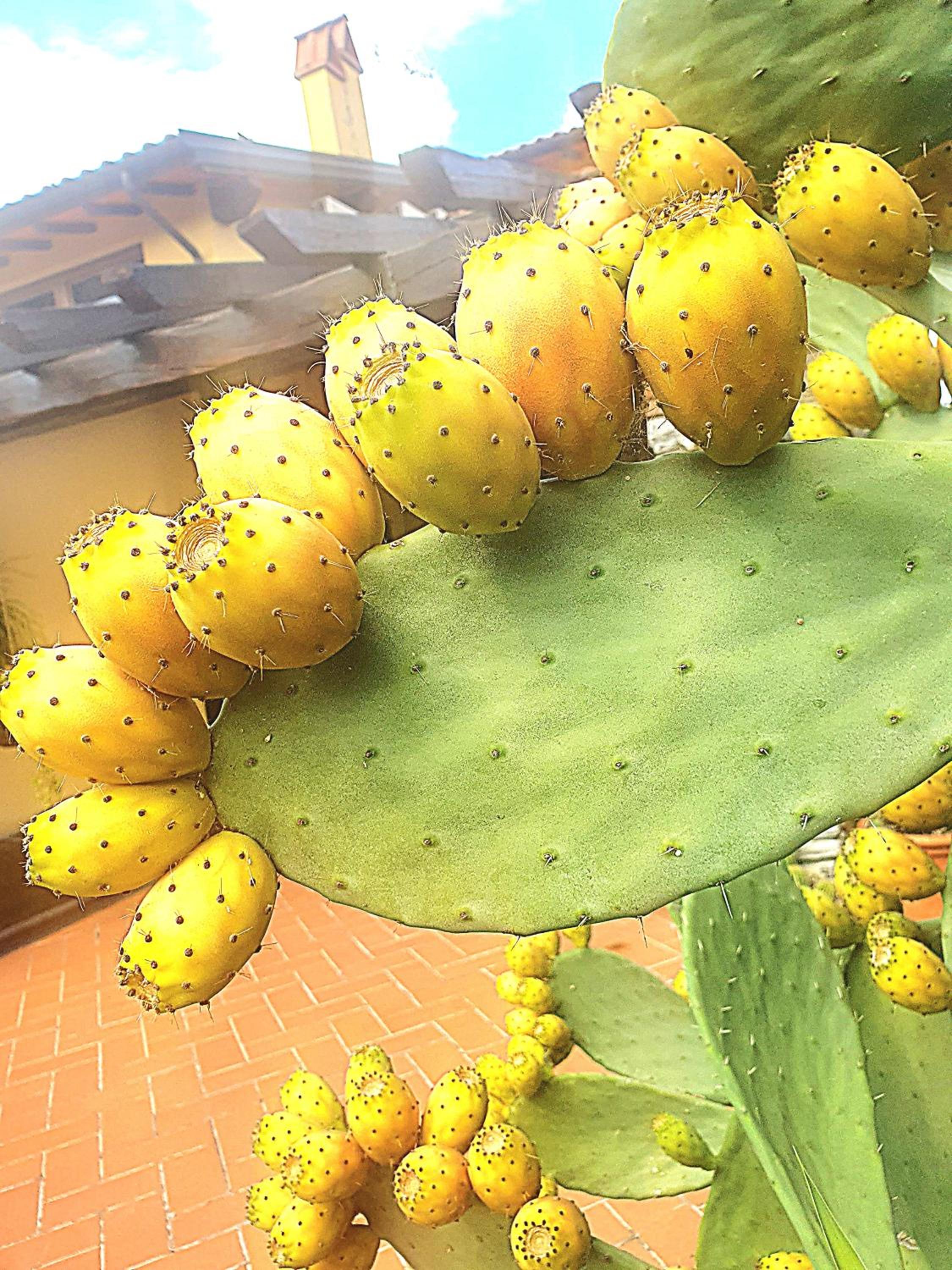 Pietra E Glicine B&B