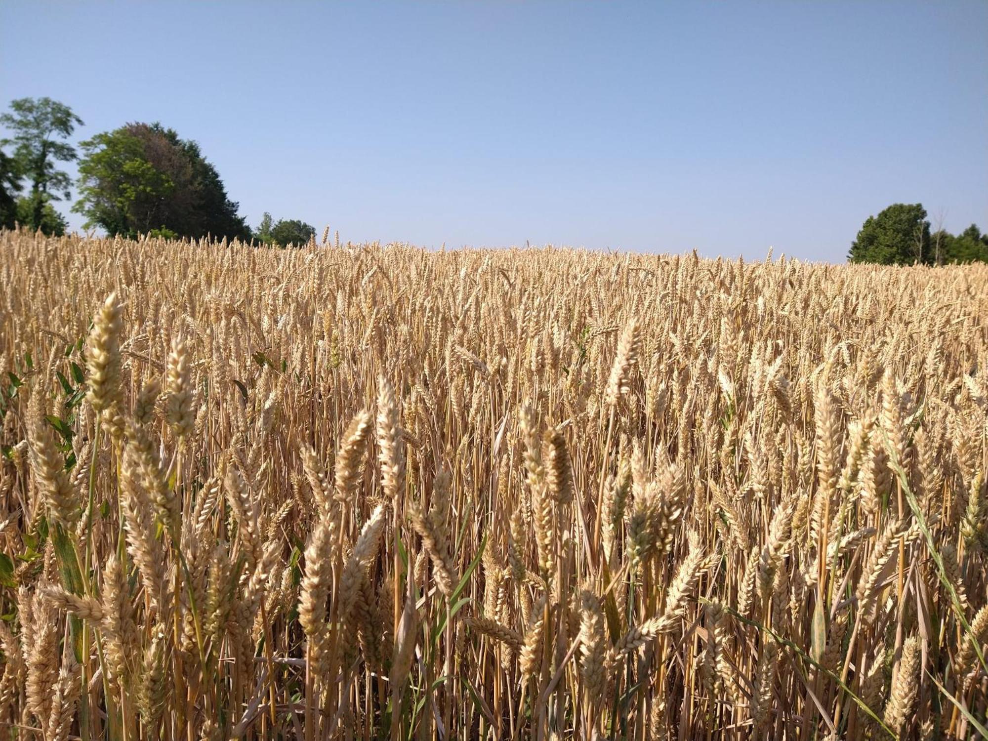 Agriturismo Verdecielo