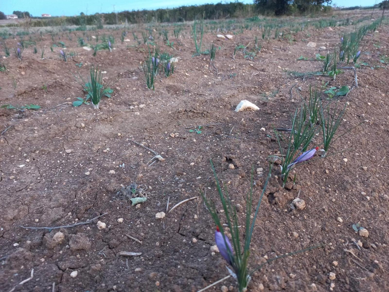 Masseria Di Nzino view 2