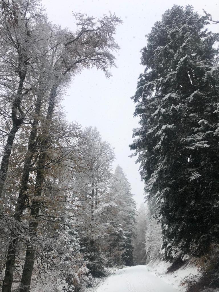 Ferienwohnung Waldblick