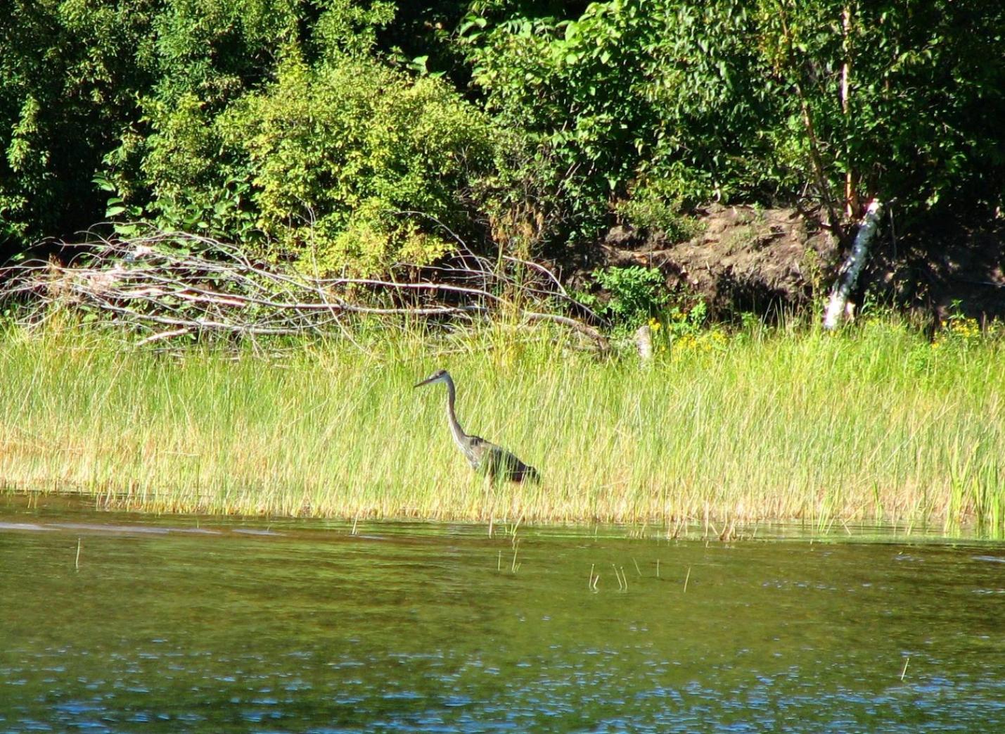 Meadowlark Cabin #5