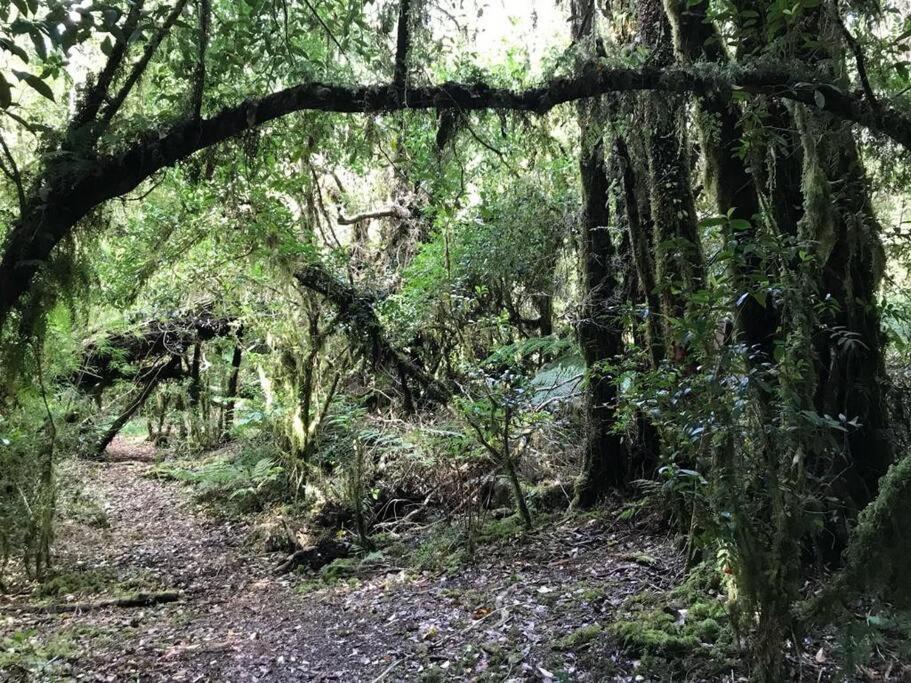 Cabaña en selva patagónica, cerca del pueblo