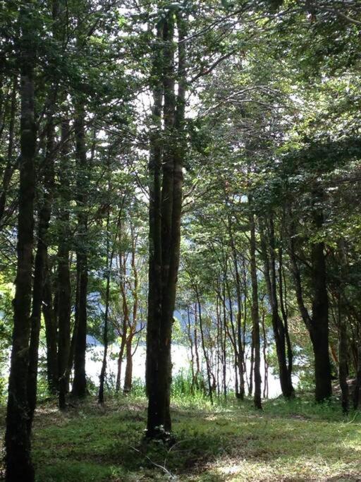 Cabaña en selva patagónica, cerca del pueblo