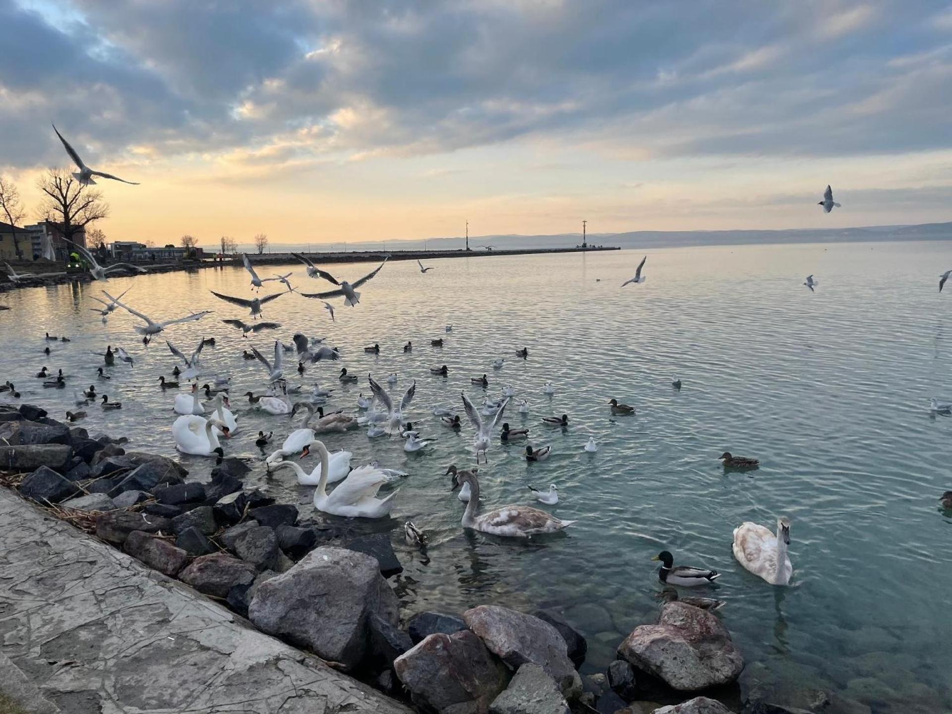Ferienwohnung Dorina Wellness in Siofok