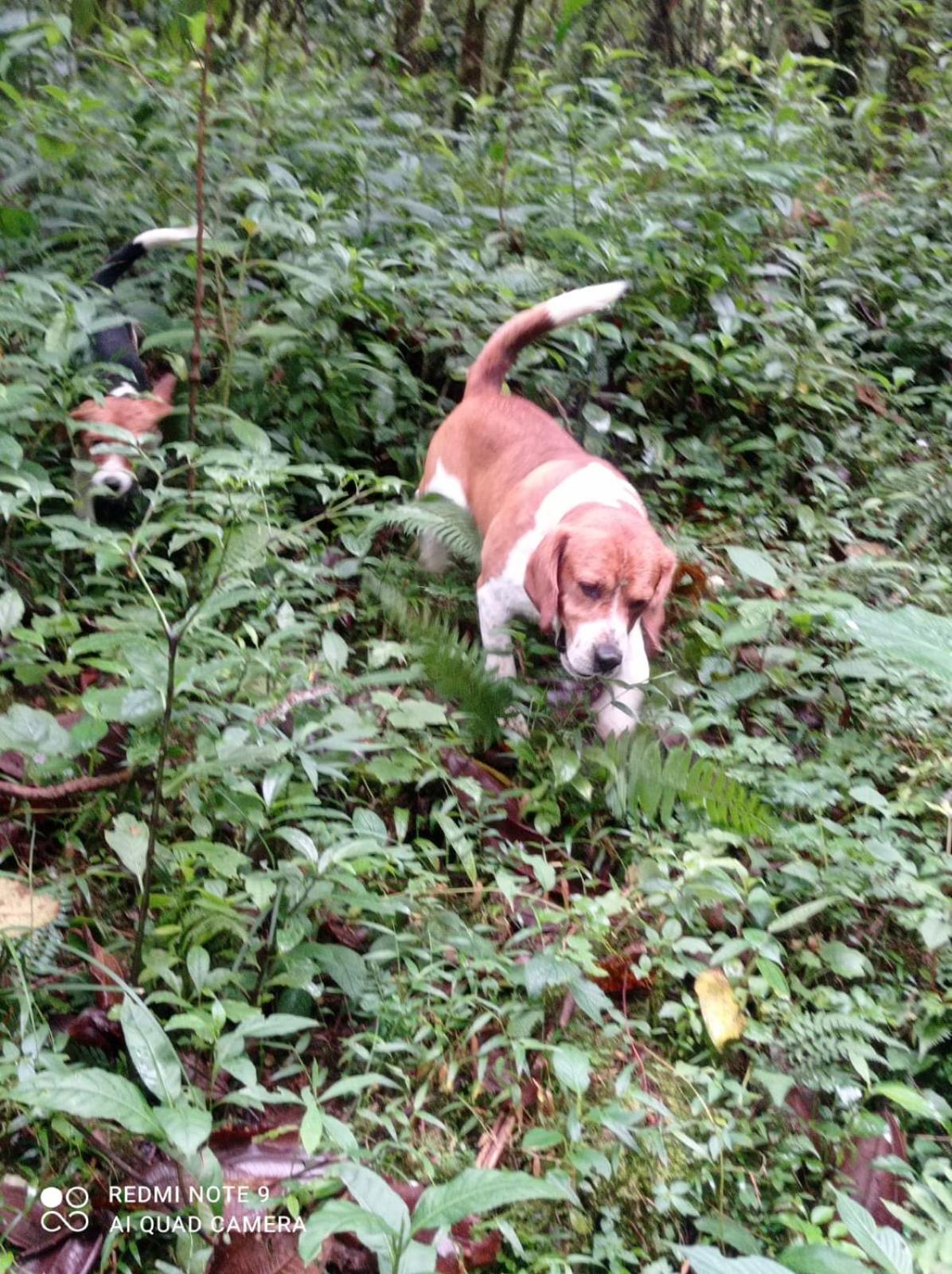 Chalets Vistas del Poas