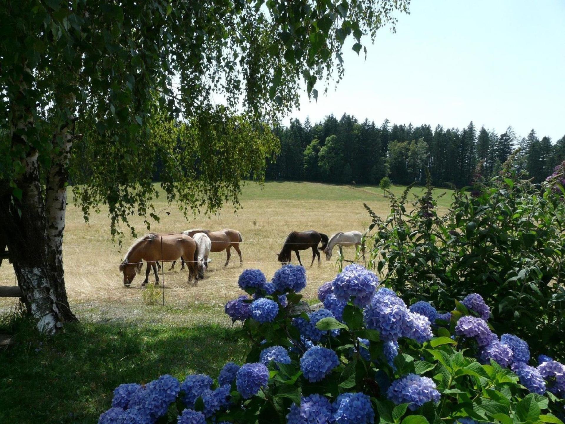 Ferienwohnung für 2 Personen ca 40 m in Neureichenau, Bayerischer Wald