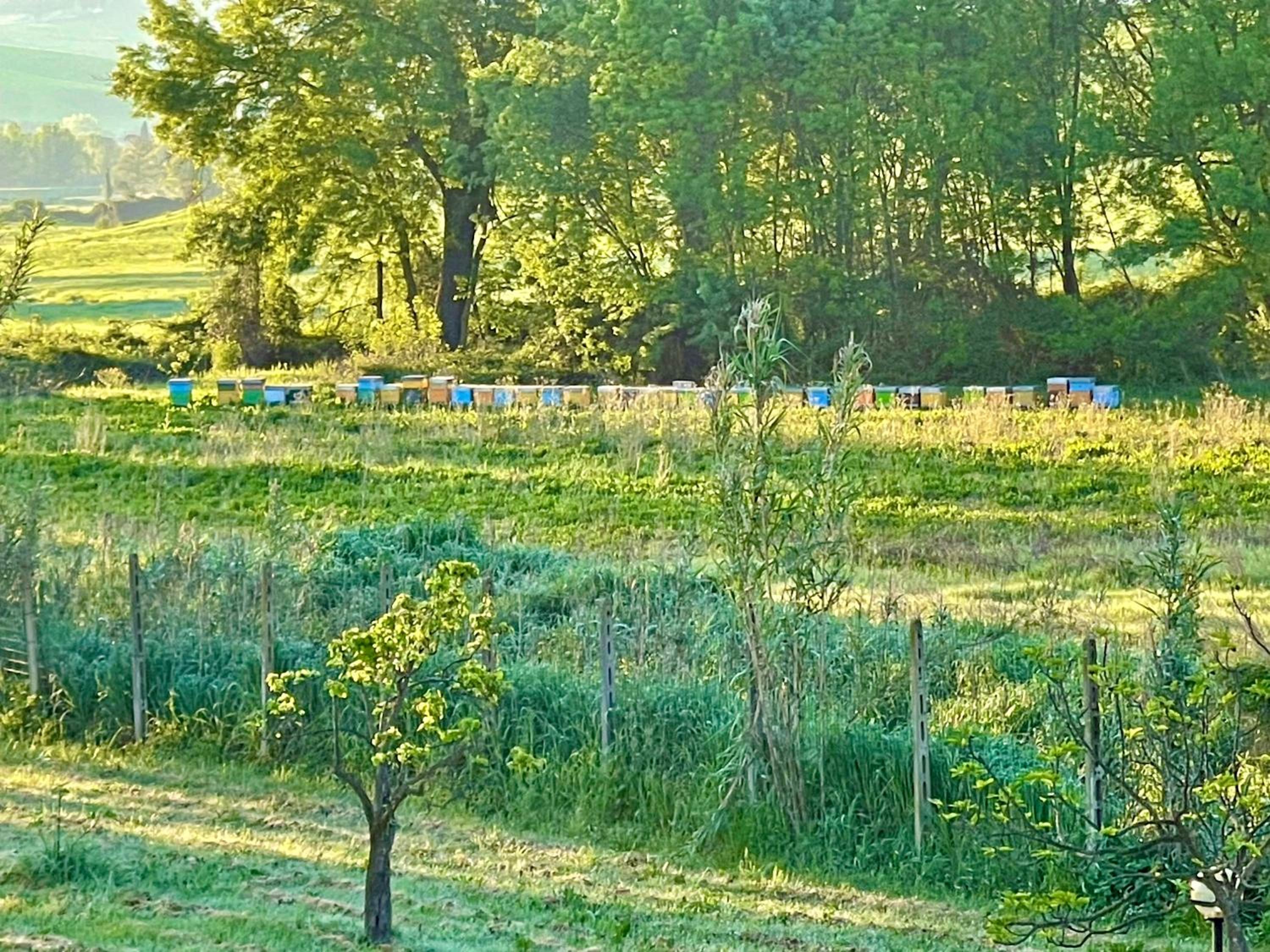 Podere Ostoncino