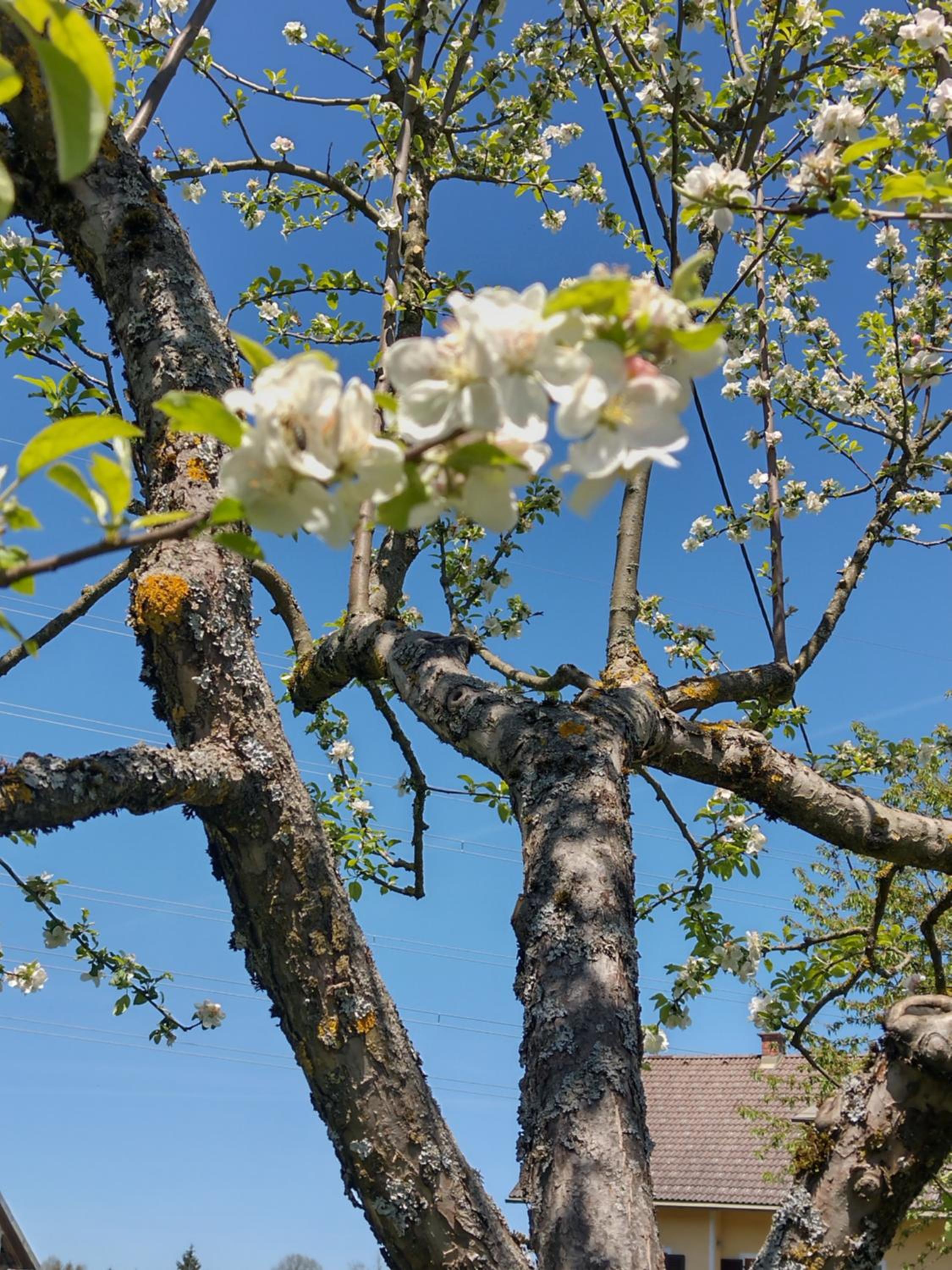 Landhaus Nepo - Natur pur