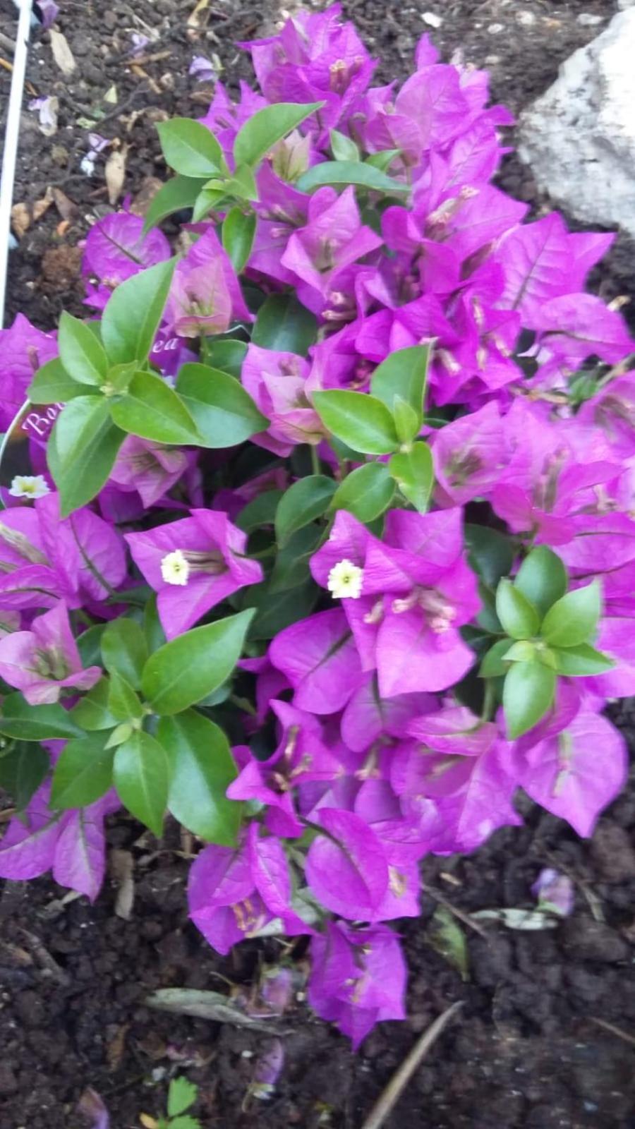 Photo 38
