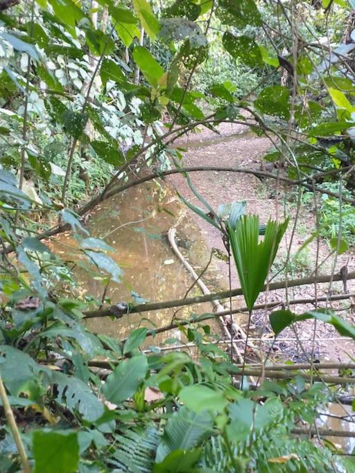 Casa Mona, Jungle vibes adults only