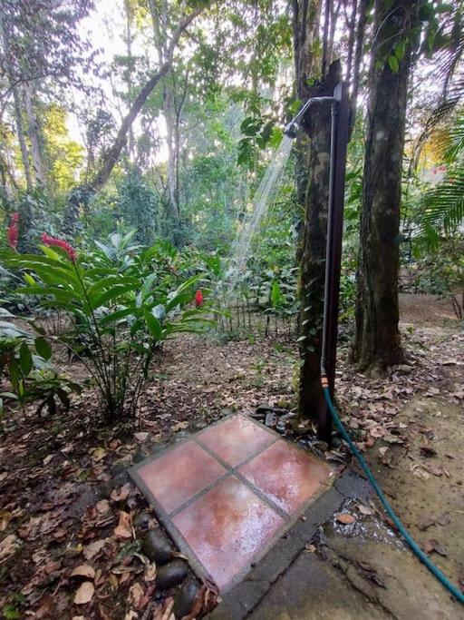 Casa Mona, Jungle vibes adults only