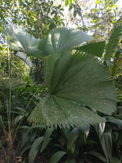 Casa Mona, Jungle vibes adults only