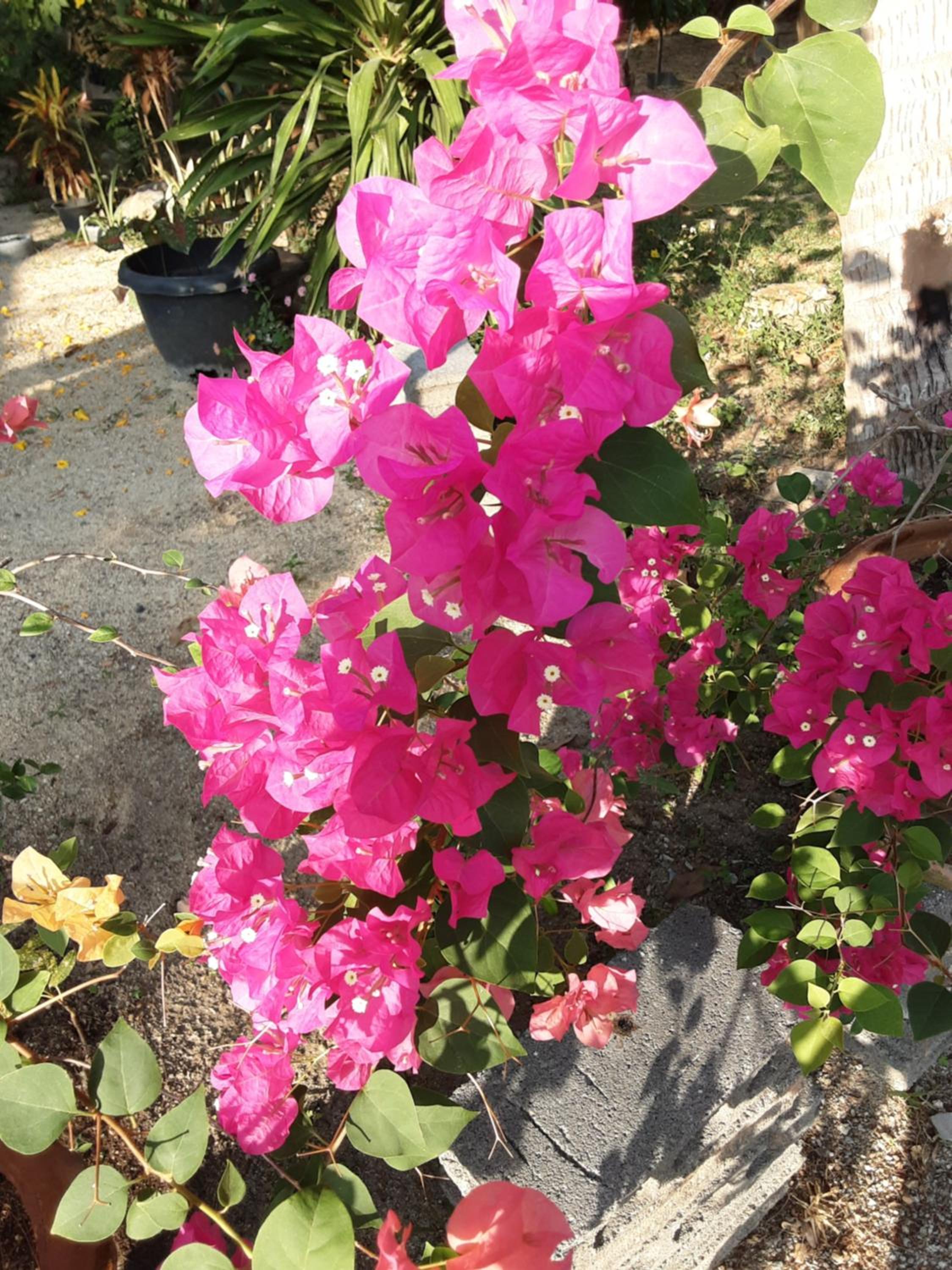 Photo 15