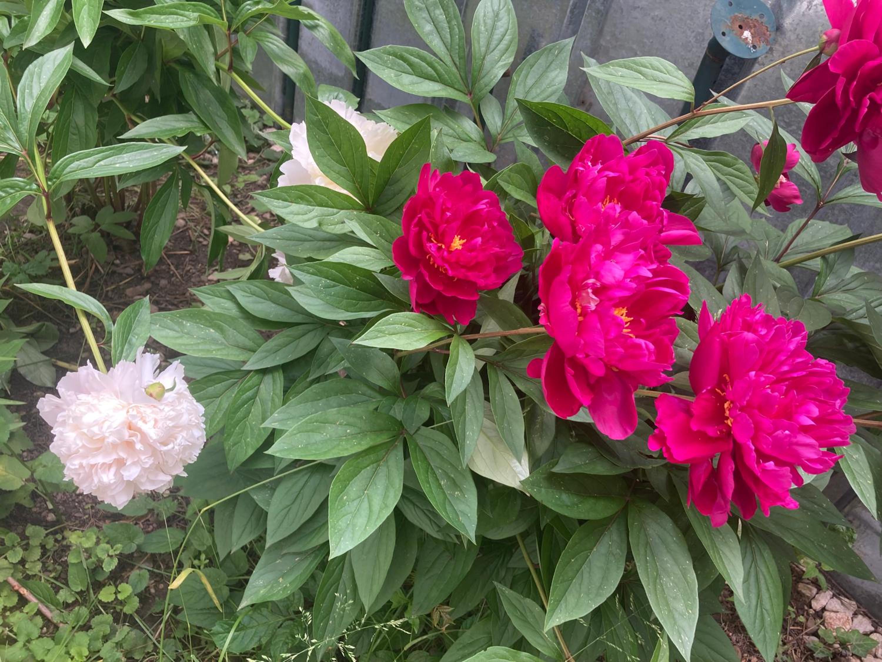 Photo 26