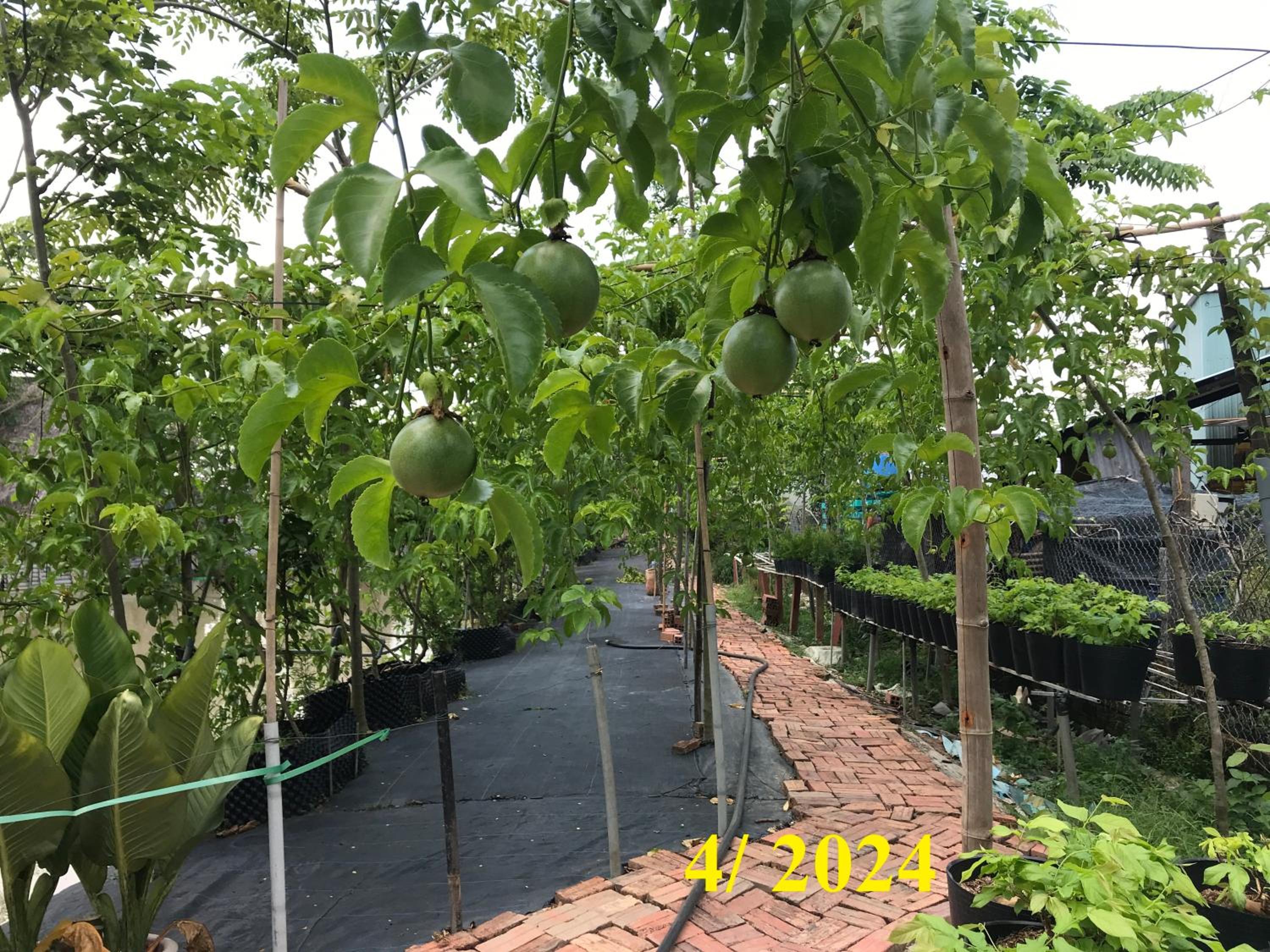 Phong-Le Vent view 2