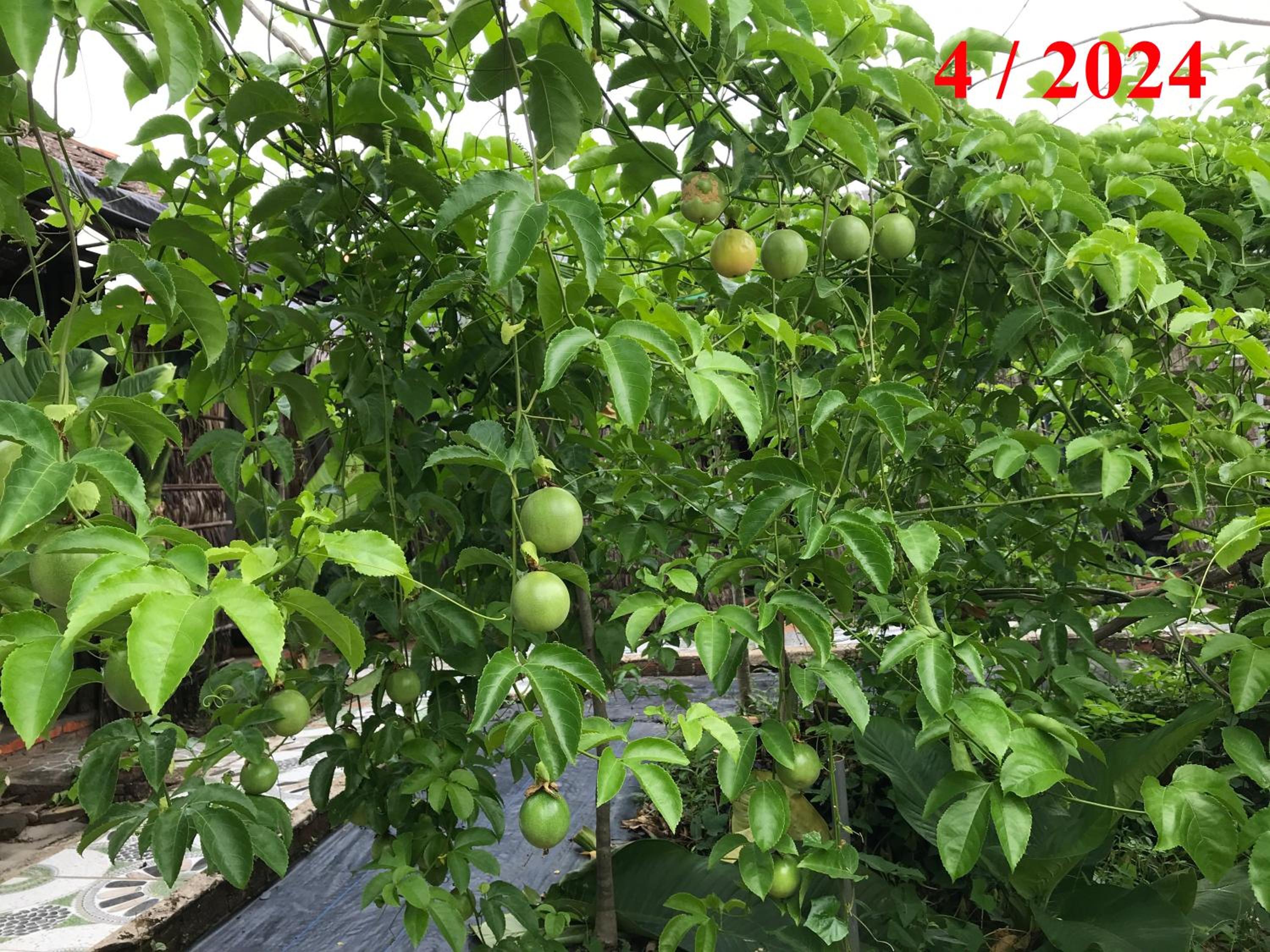 Photo 34