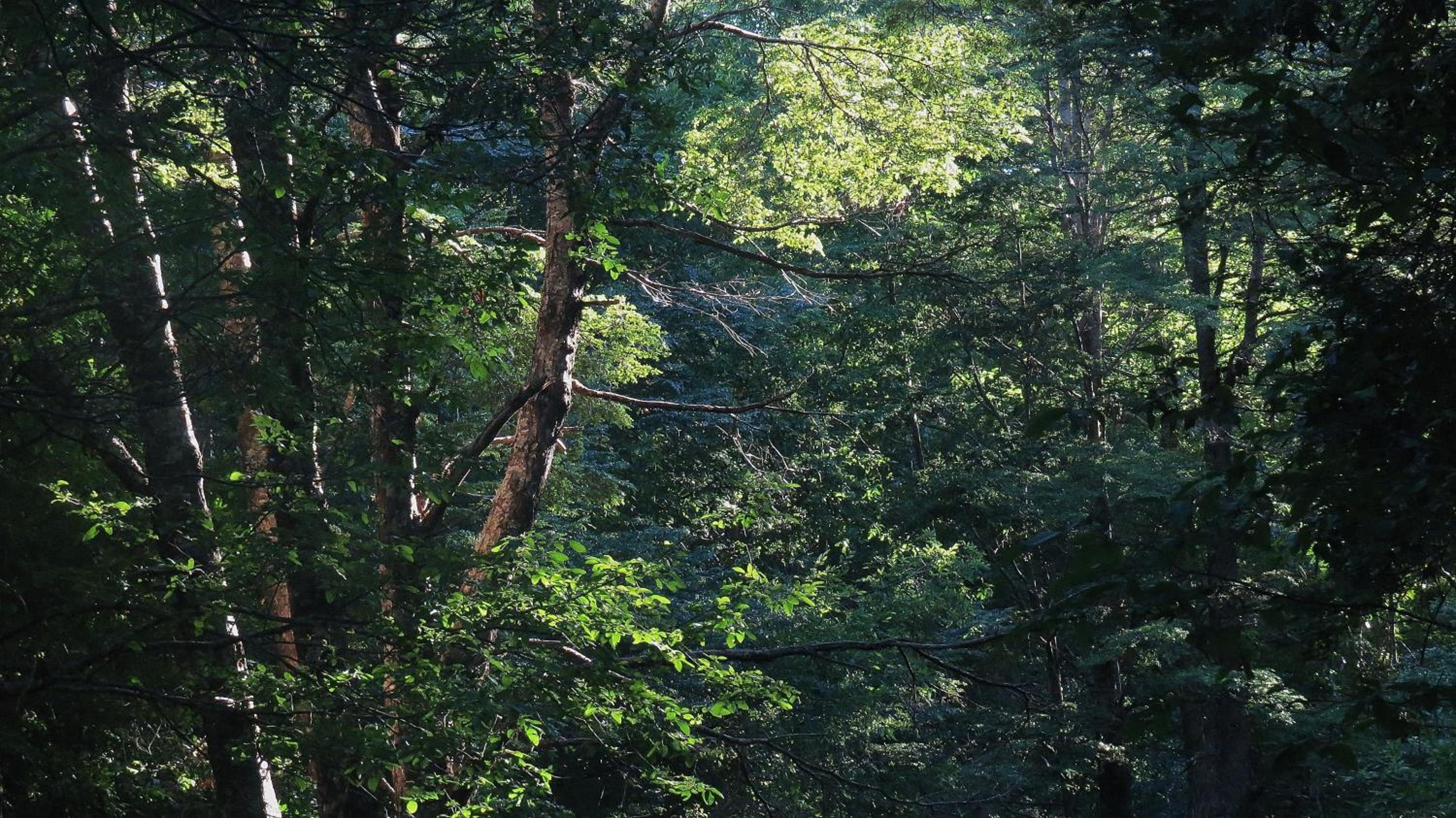 Casita Arbol