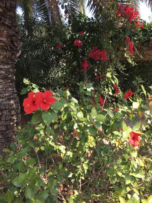 Sa Roqueta Jávea