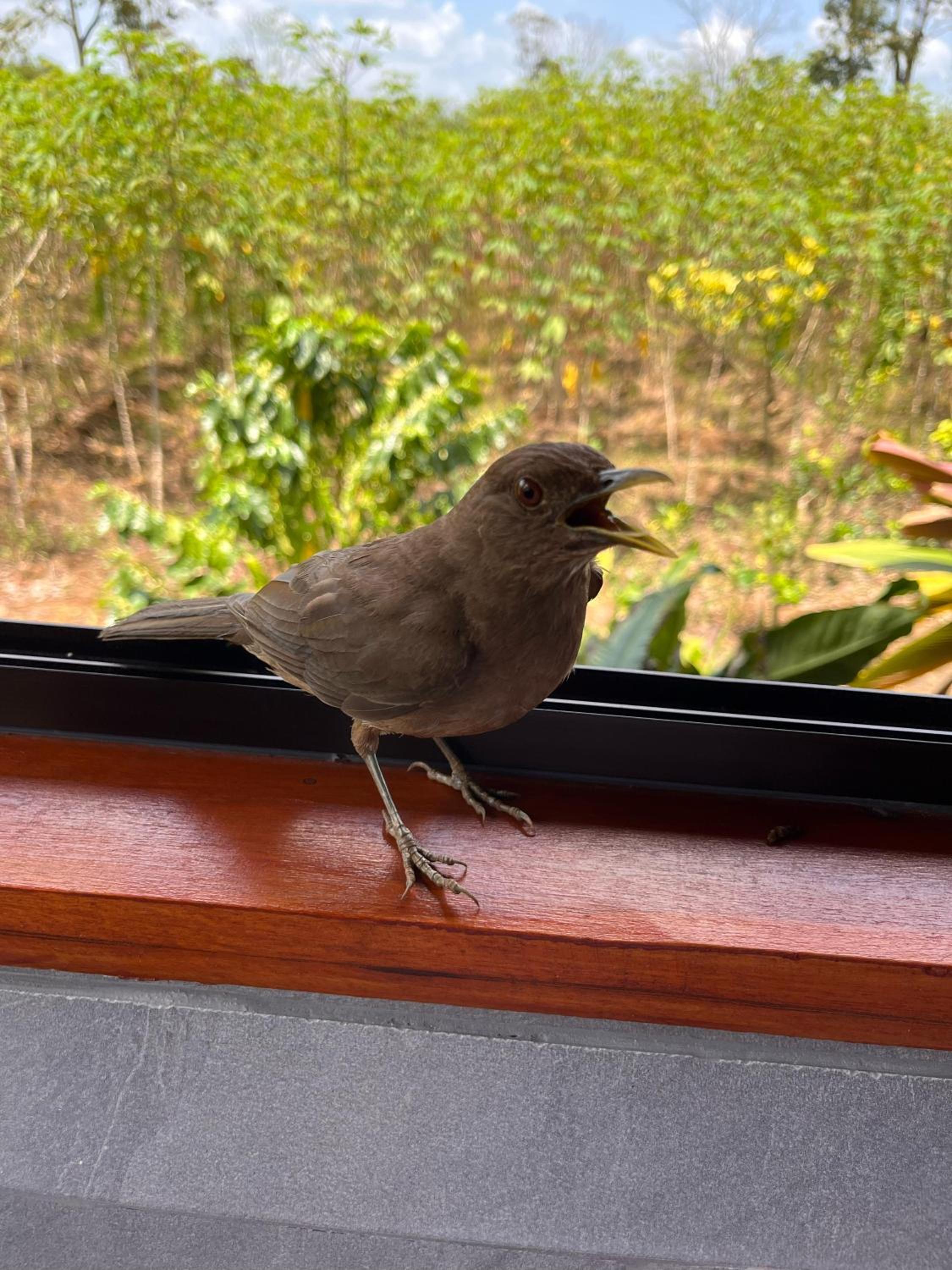 Cabaña Colibrí