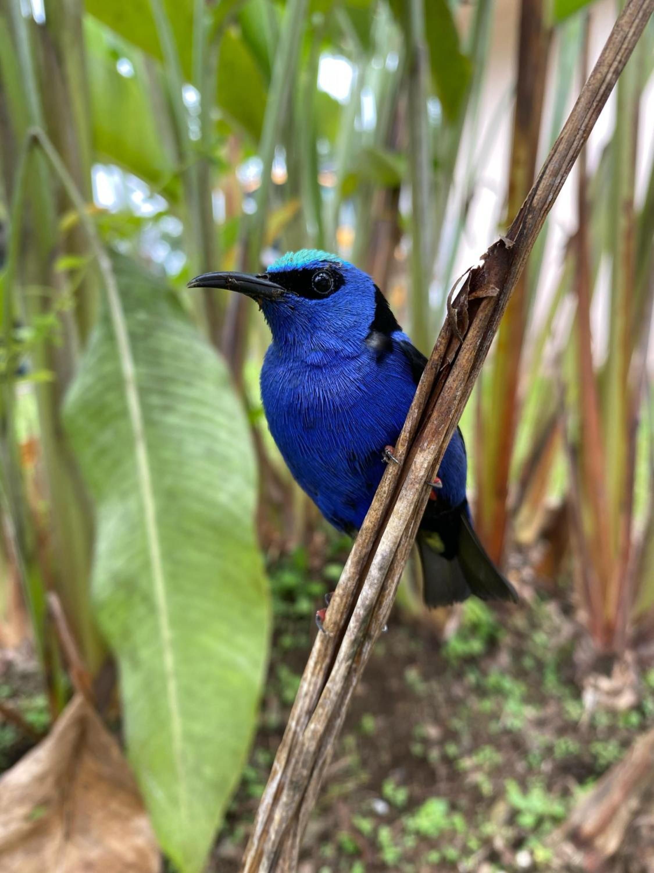 Cabaña Colibrí