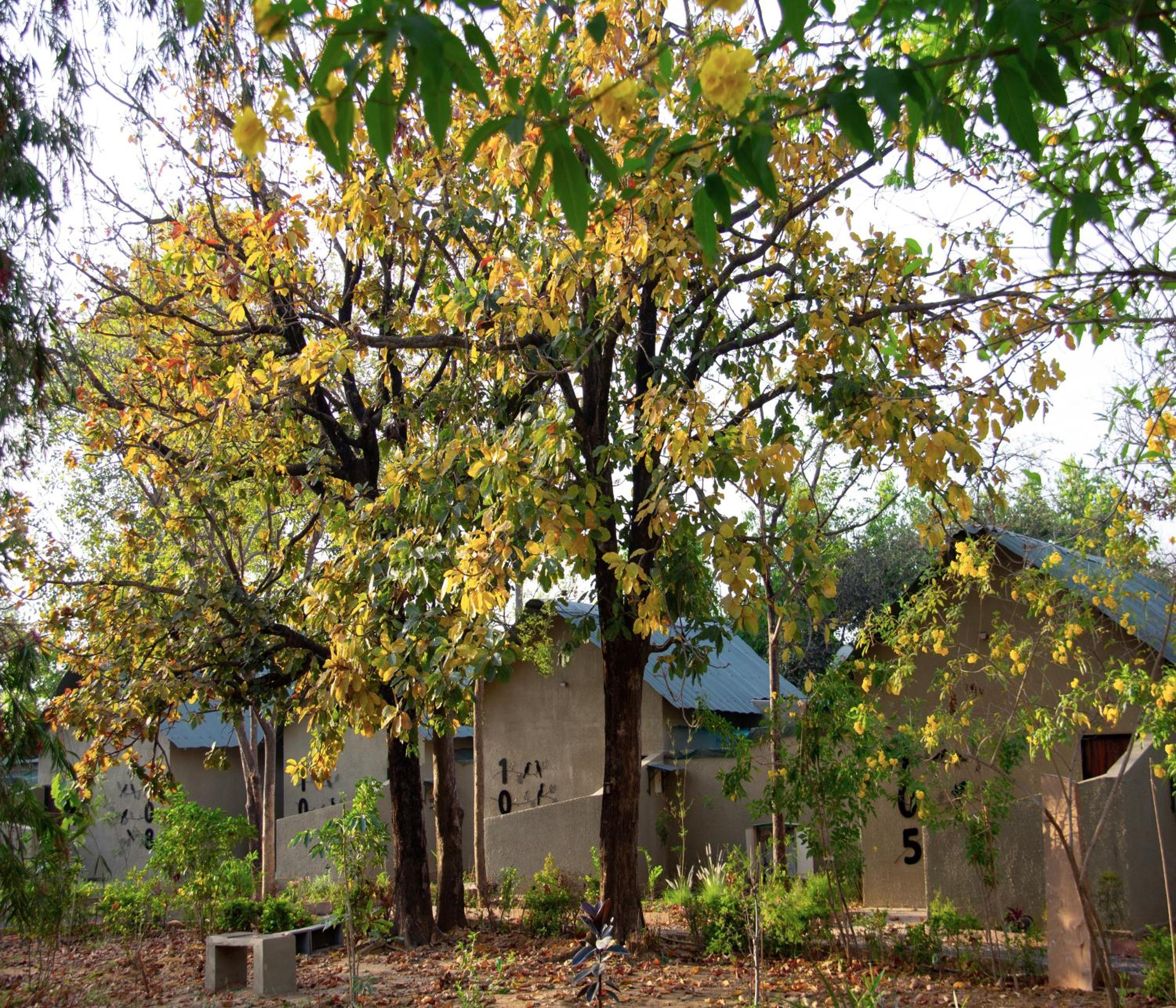 Tathastu Bandhavgarh