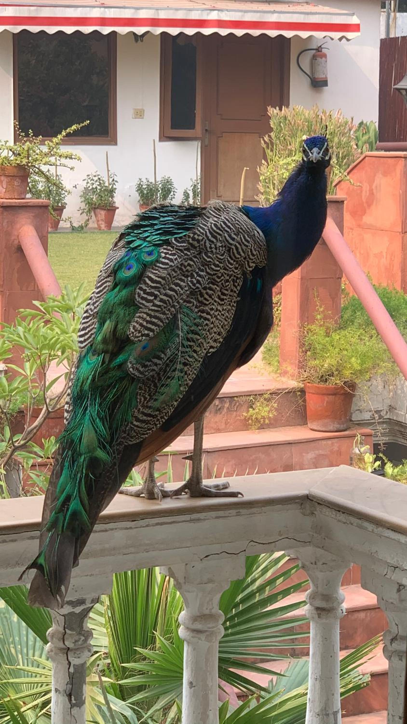 The Stay Inn New Delhi