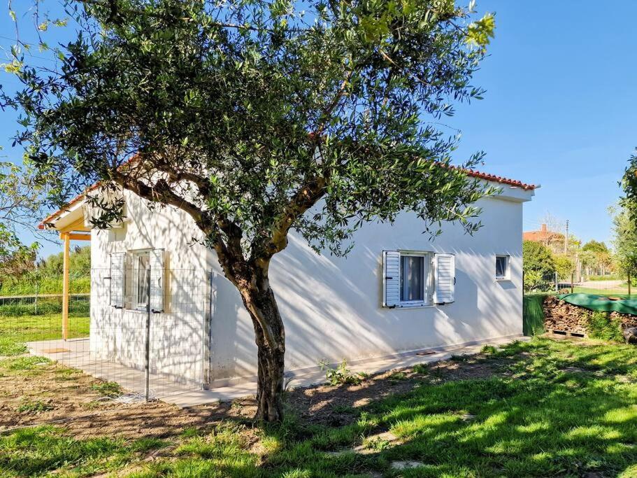 Cozy Owl's Studio Home