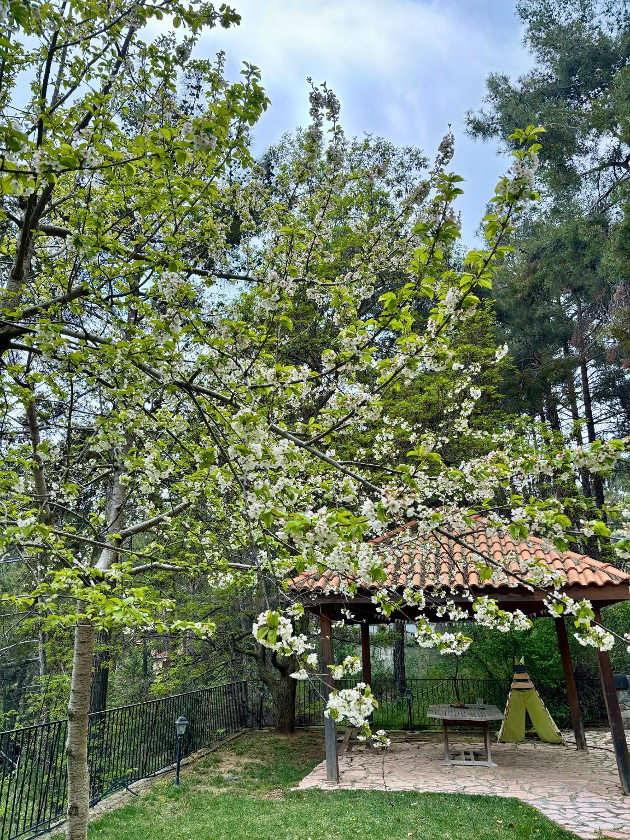 Rose Garden Platres