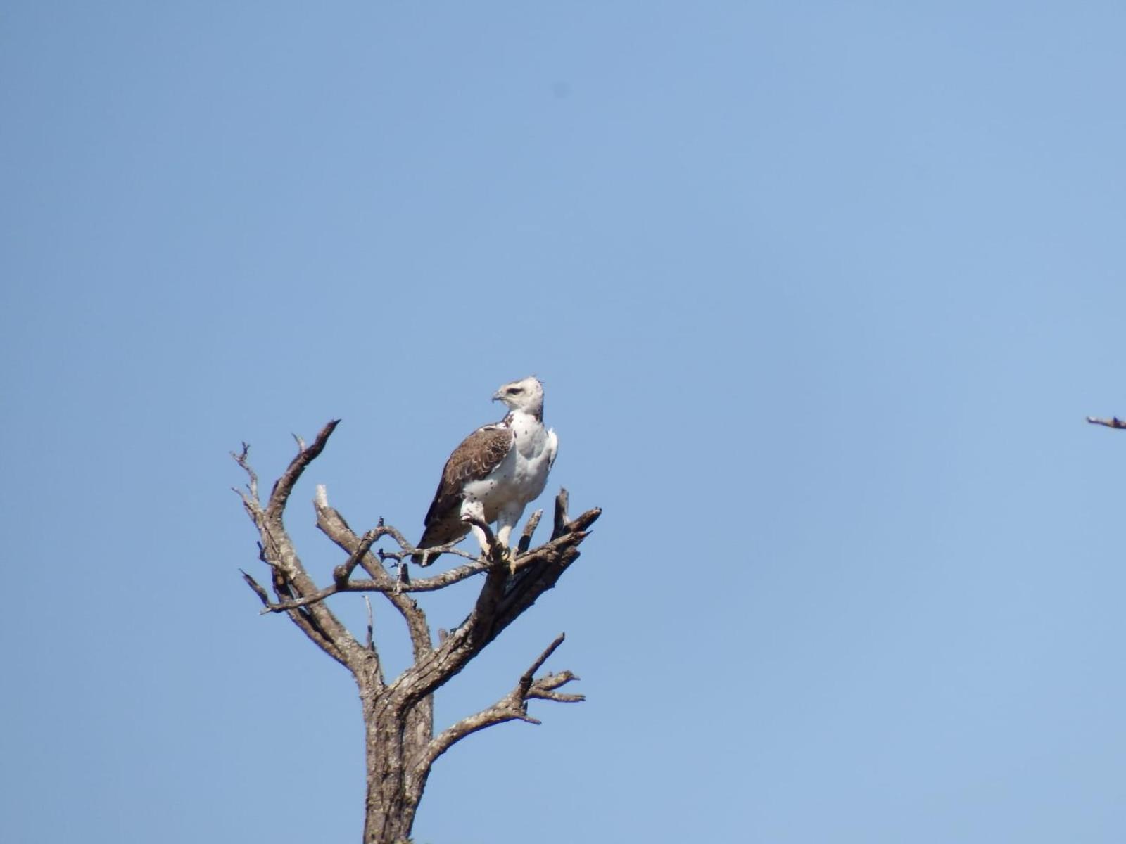 Wielewaal Bush Lodge