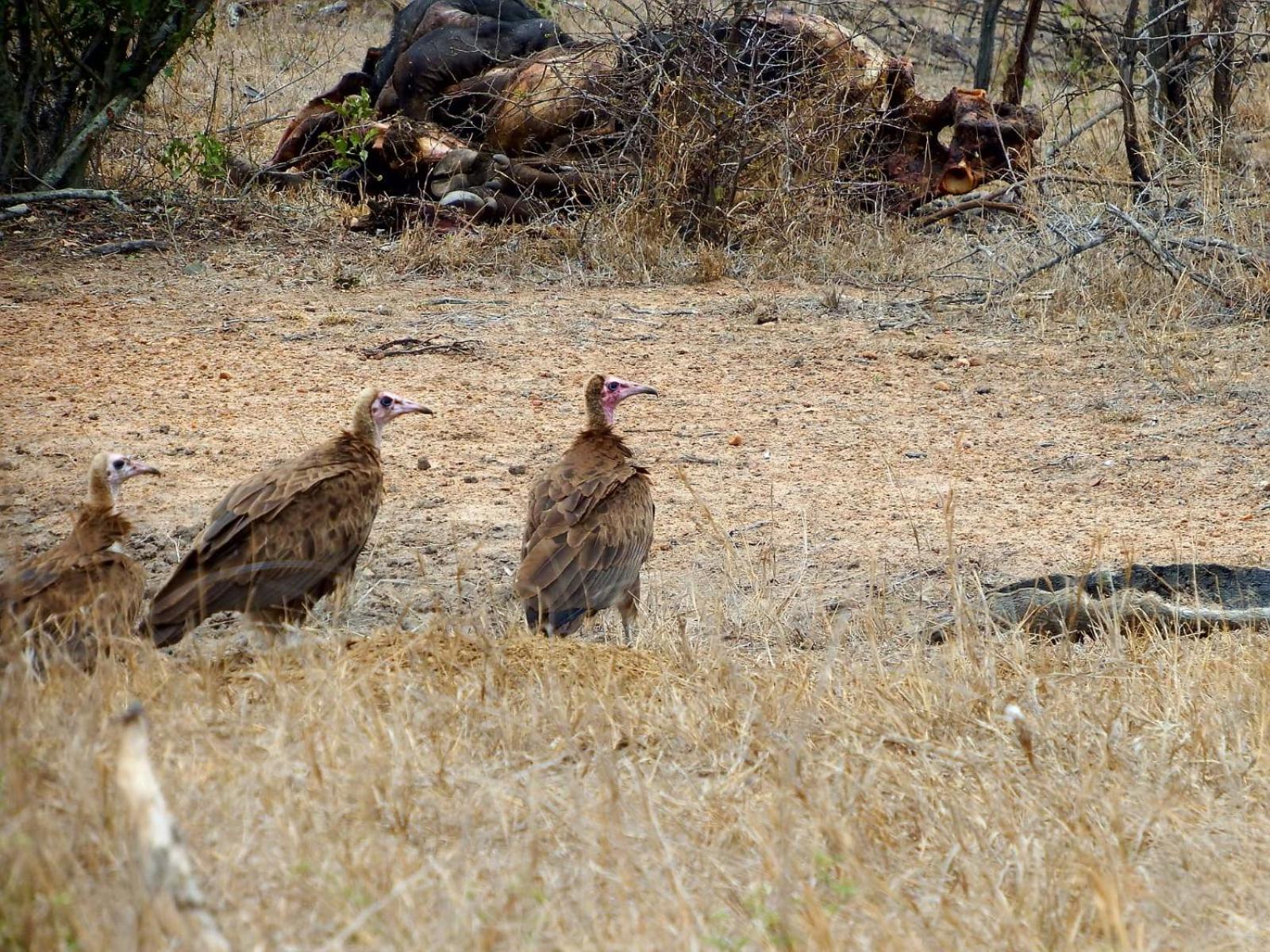 Wielewaal Bush Lodge