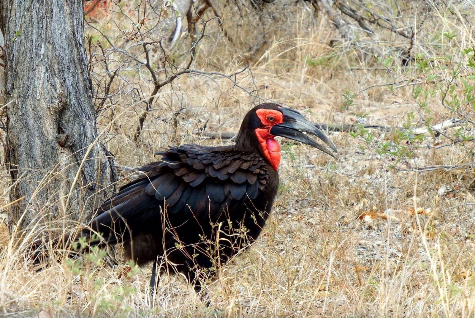 Wielewaal Bush Lodge