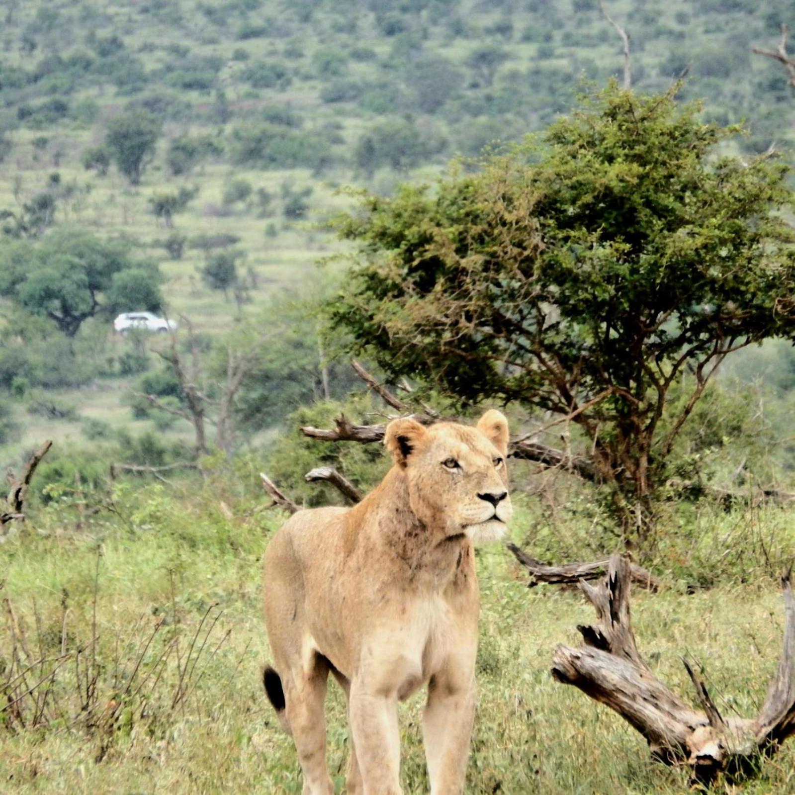 Wielewaal Bush Lodge